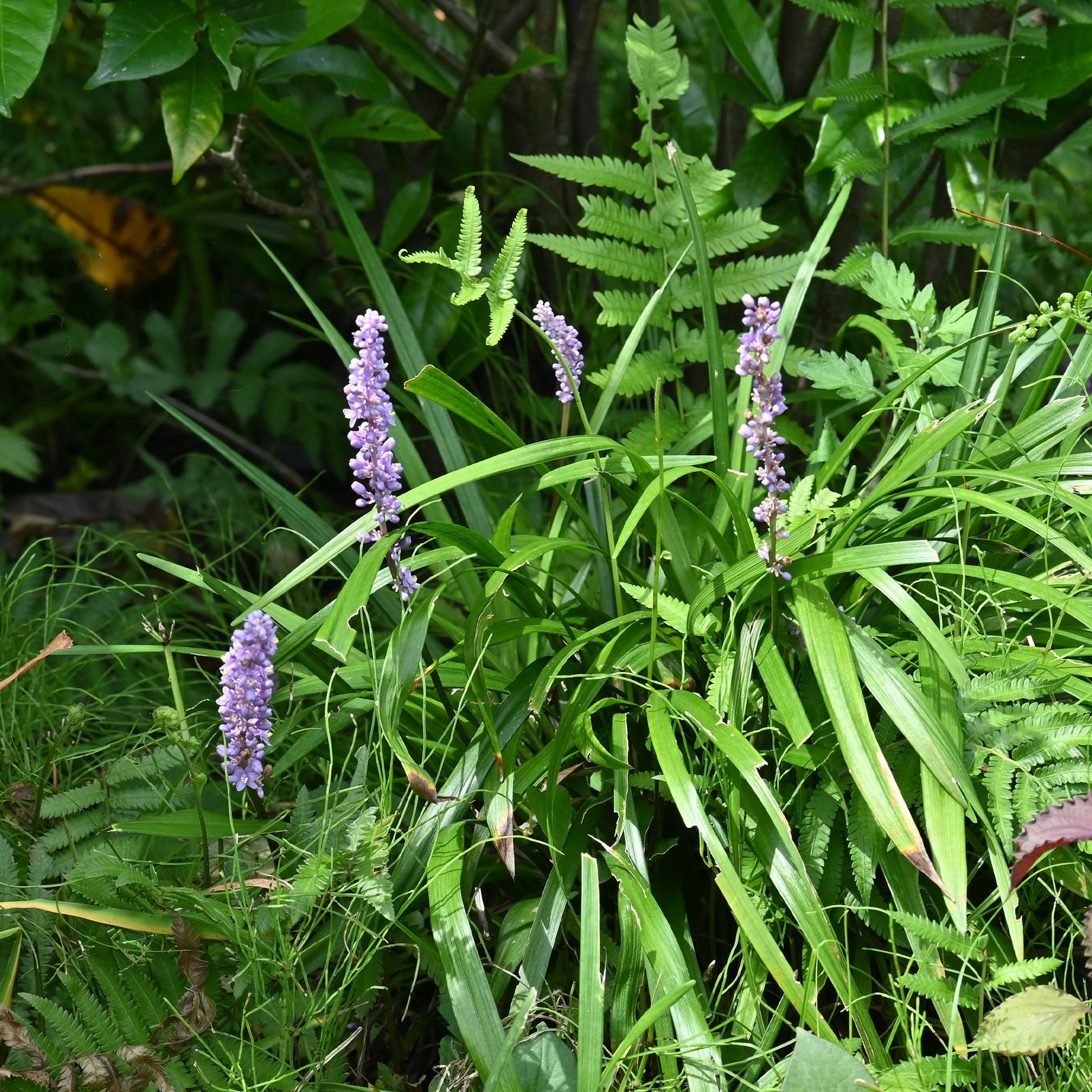 Liriope muscari Big Blue - Bakker