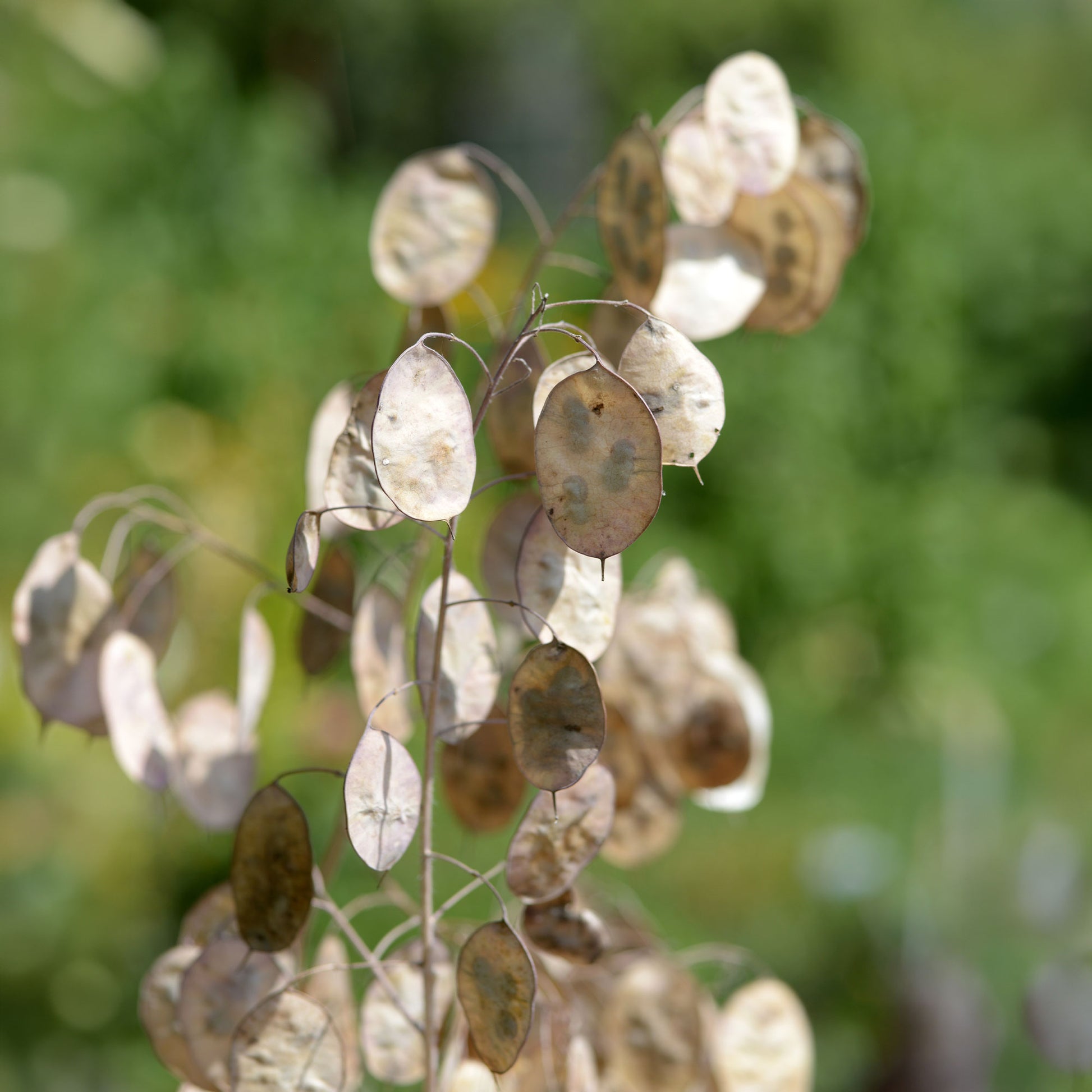 Einjähriges Silberblatt 'Albiflora' - Lunaria annua albiflora - Bakker