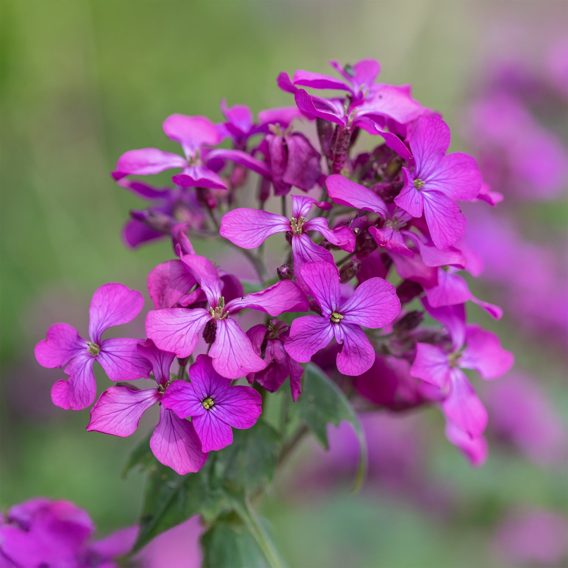 Stauden - Einjähriges Silberblatt - Lunaria annua