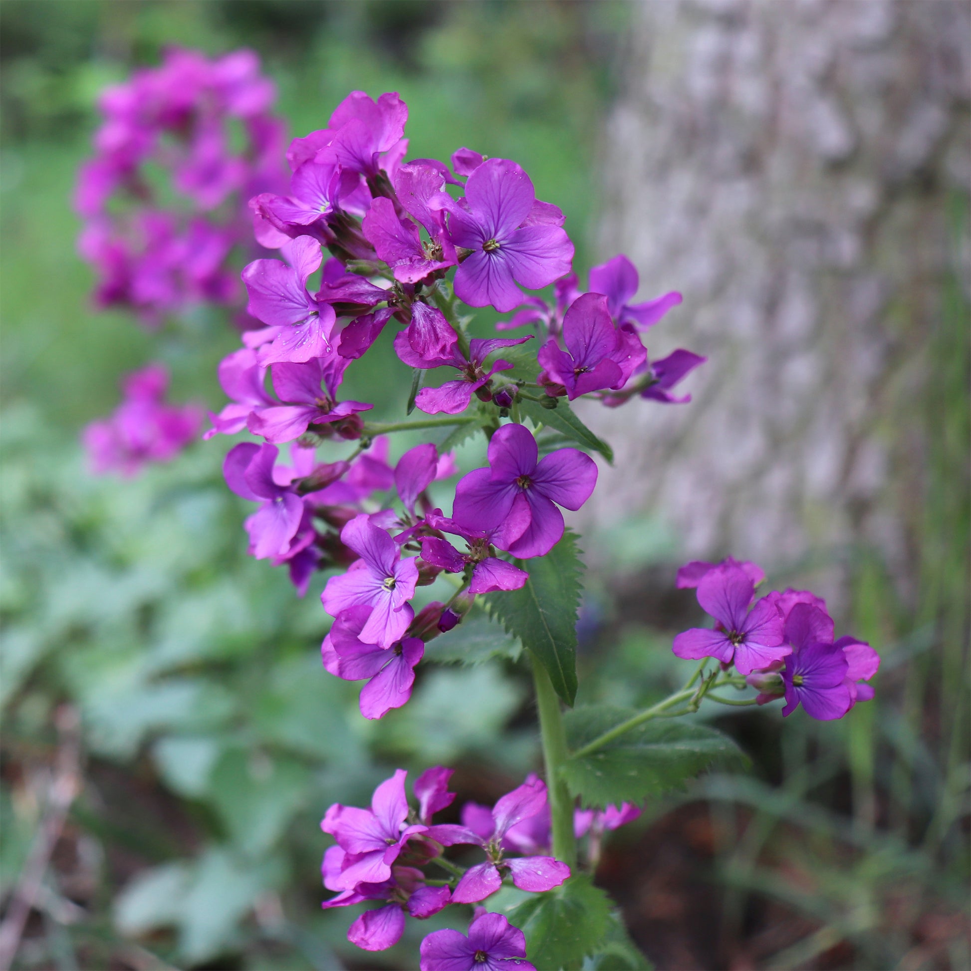 Einjähriges Silberblatt - Lunaria annua - Bakker