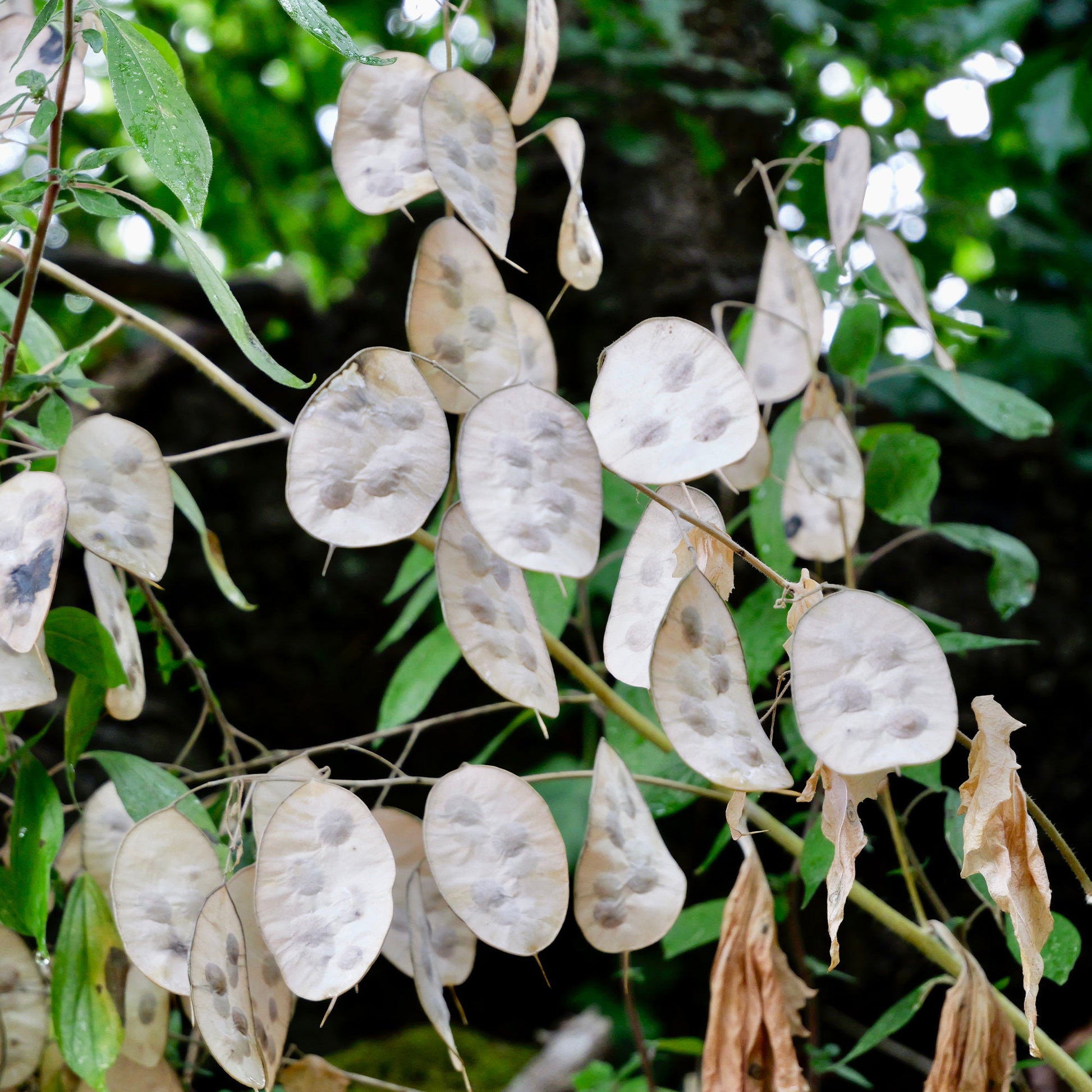 Lunaria annua - Einjähriges Silberblatt - Stauden