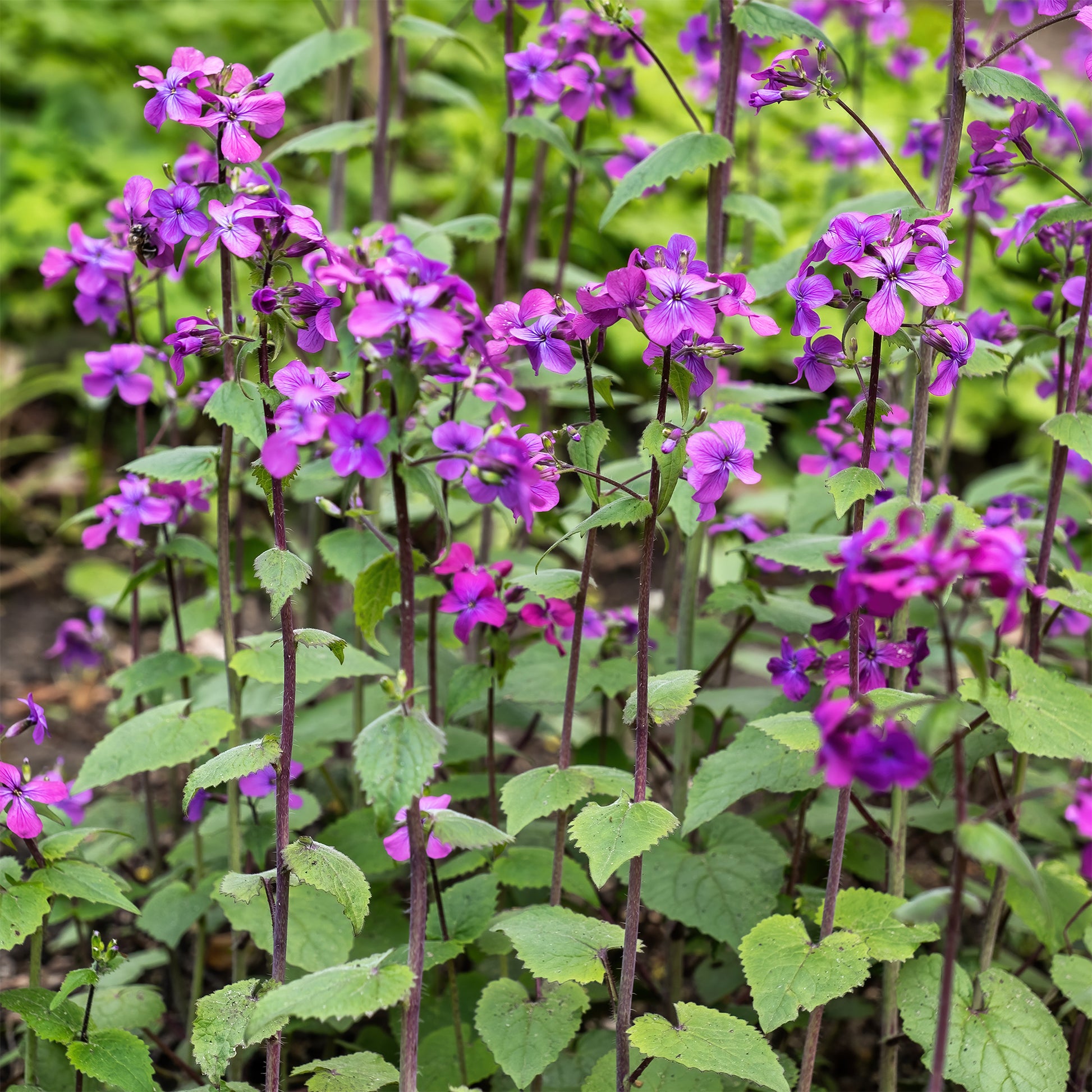 Verkauf Einjähriges Silberblatt - Lunaria annua