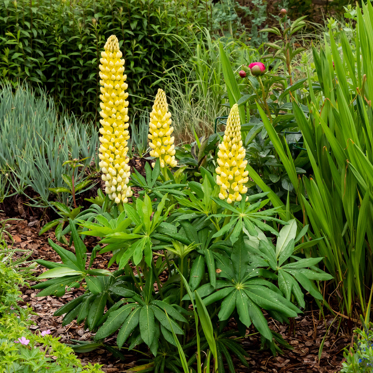 Lupine 'Chandelier' - Bakker