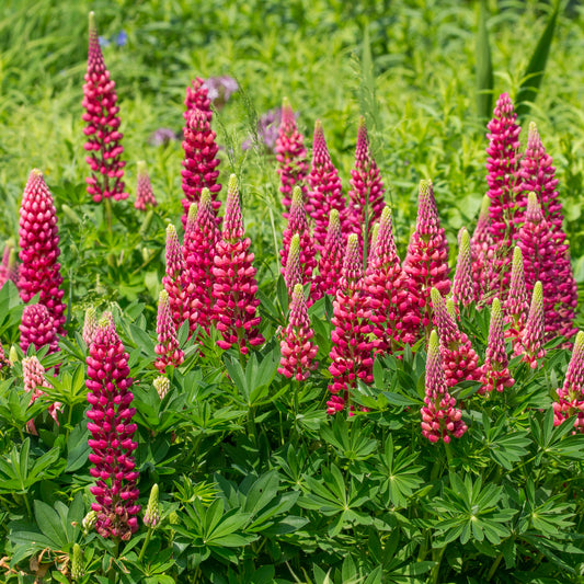 Lupine ‘Gallery Red’ - Bakker