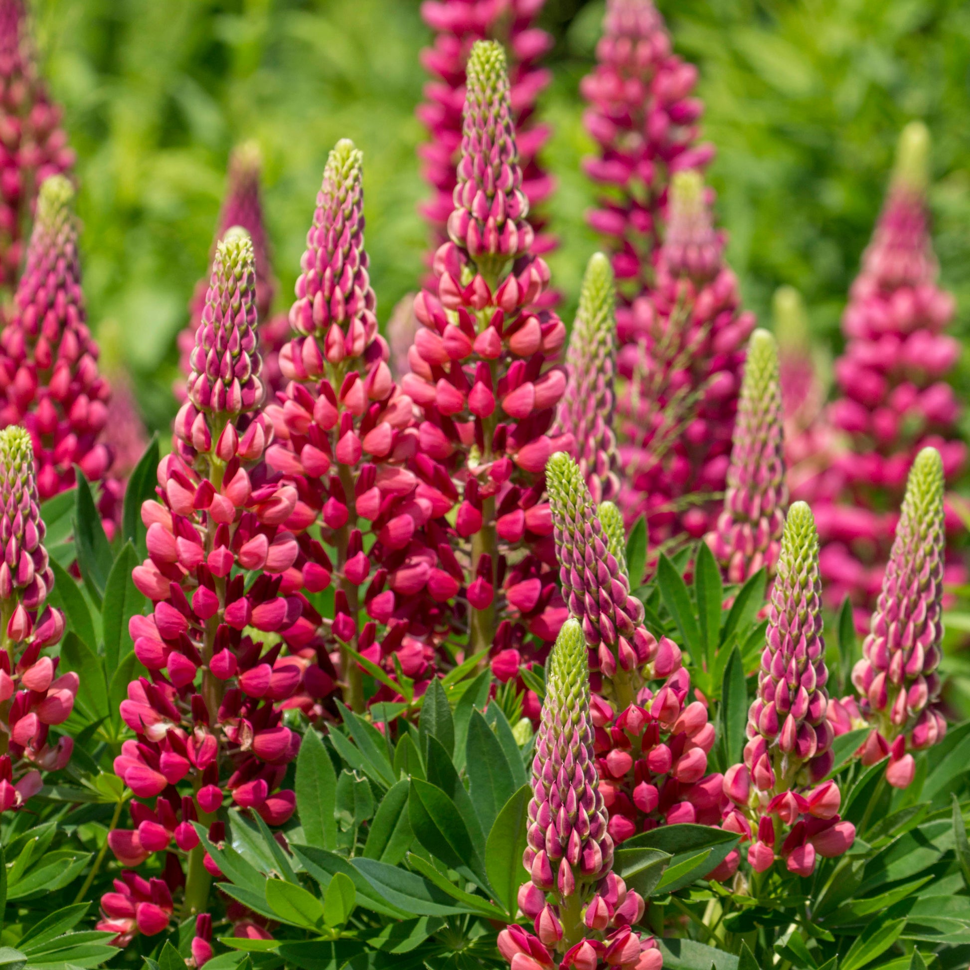 Lupinus Gallery Red - Lupine ‘Gallery Red’ - Lupine