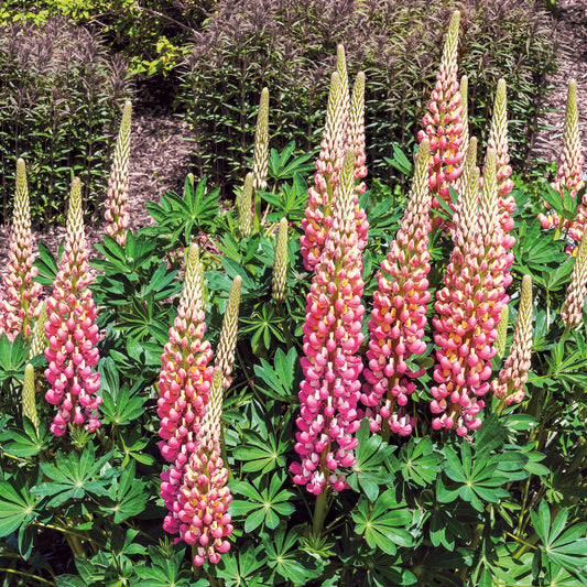 Lupine ‘The Chatelaine’ - Bakker