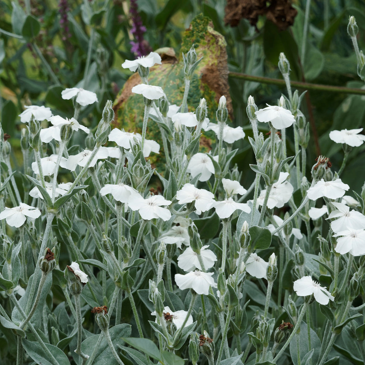 Lychnis coronaria alba - Vexiernelken Alba - Uferpflanzen