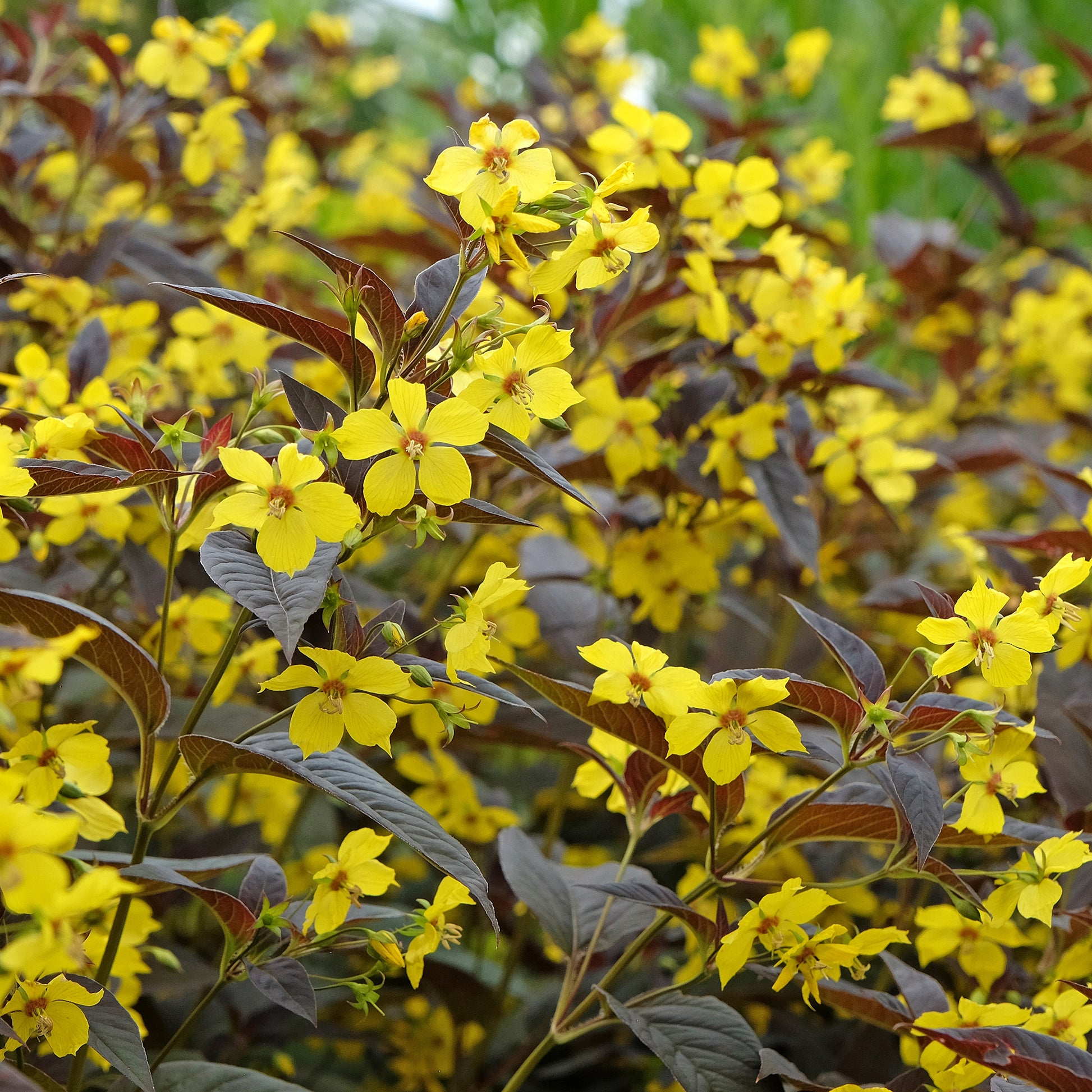 Bewimperter Felberich Firecracker - Lysimachia ciliata Firecracker - Bakker