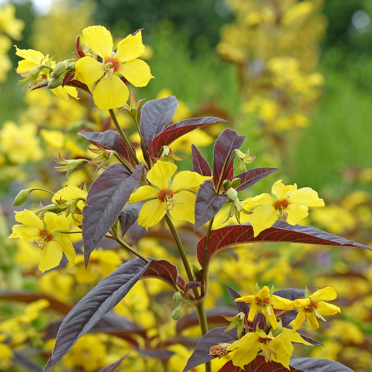 Bewimperter Felberich Firecracker