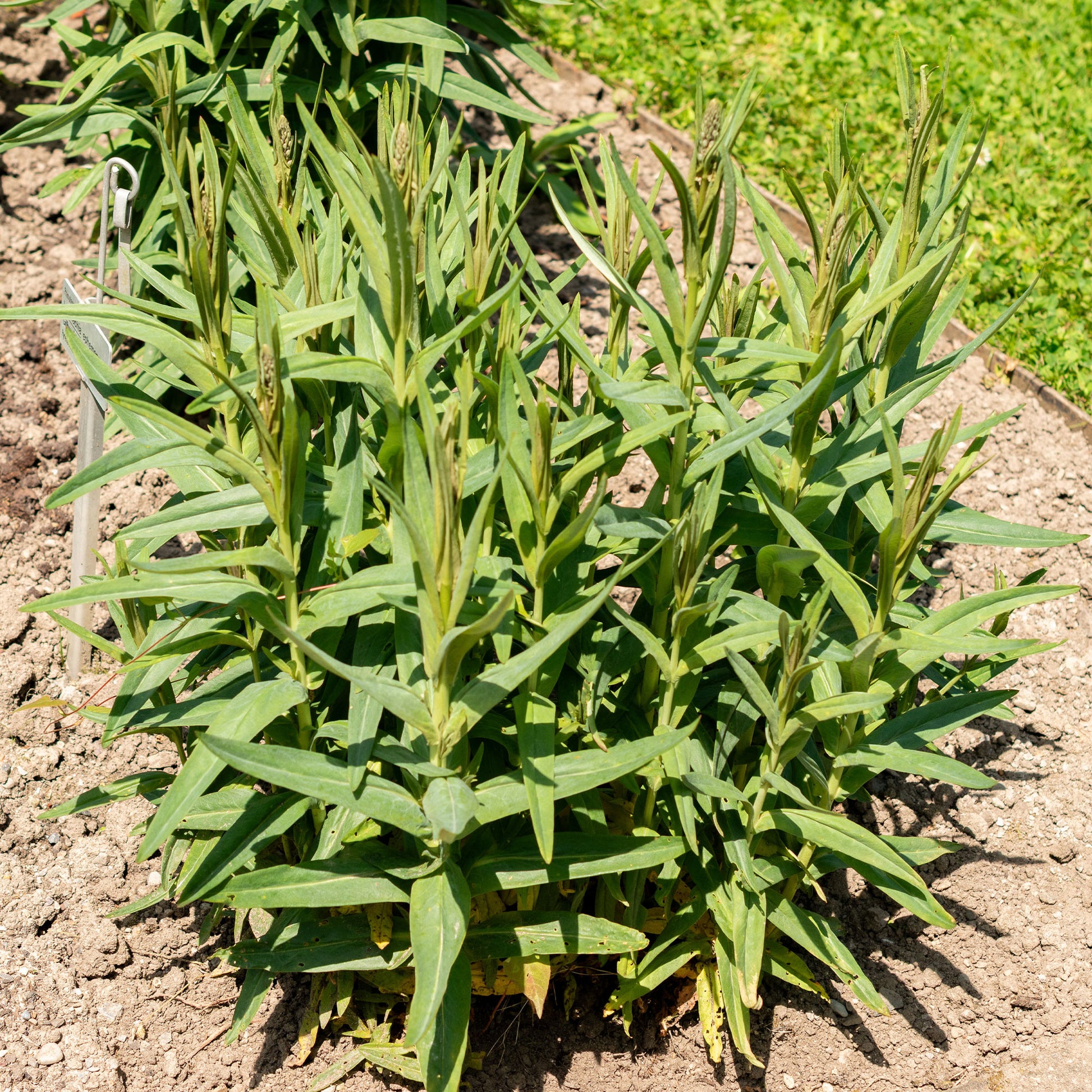 Lysimachia ephemerum - Spanischer Felberich - Stauden