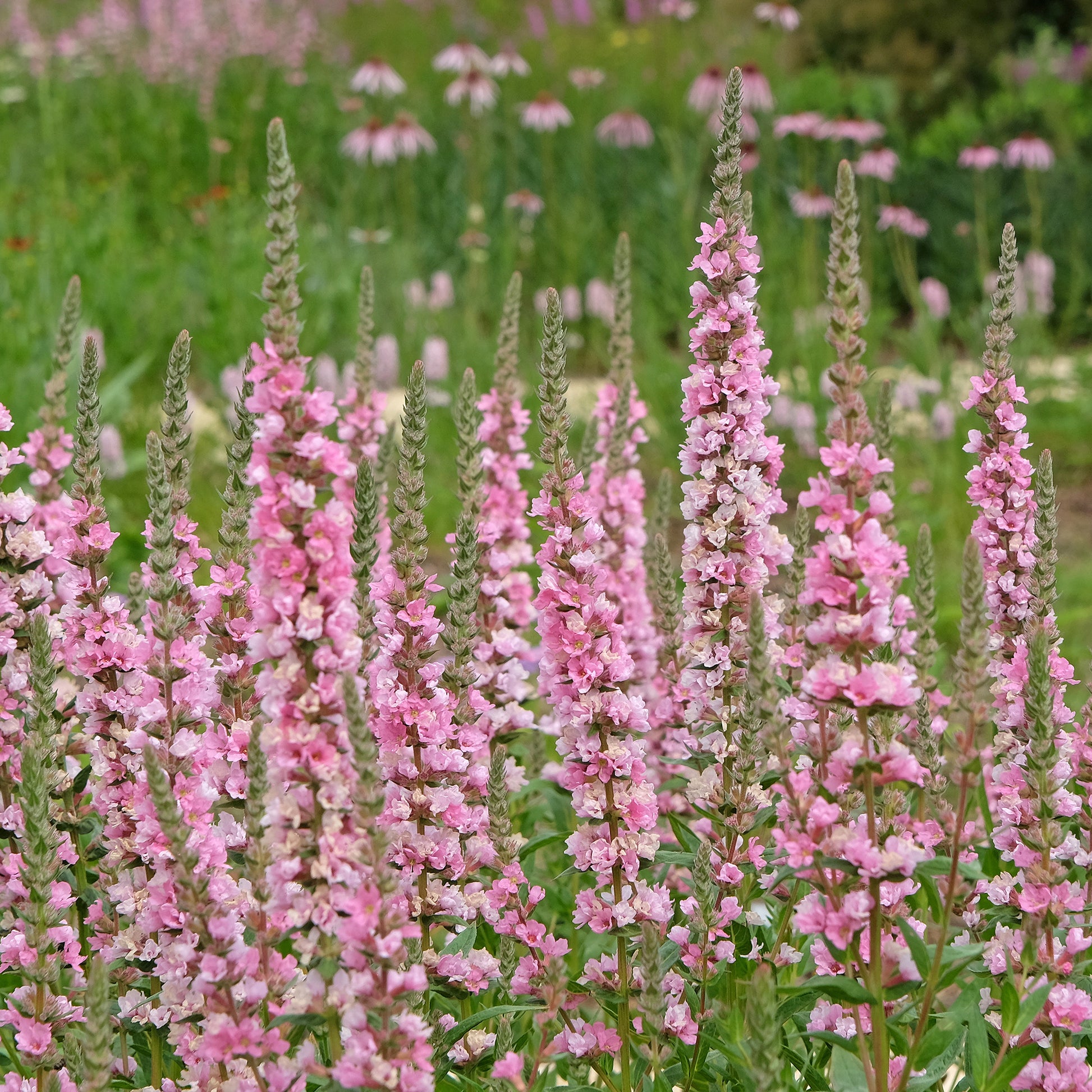 Blut-Weiderich Blush - Lythrum salicaria Blush - Bakker