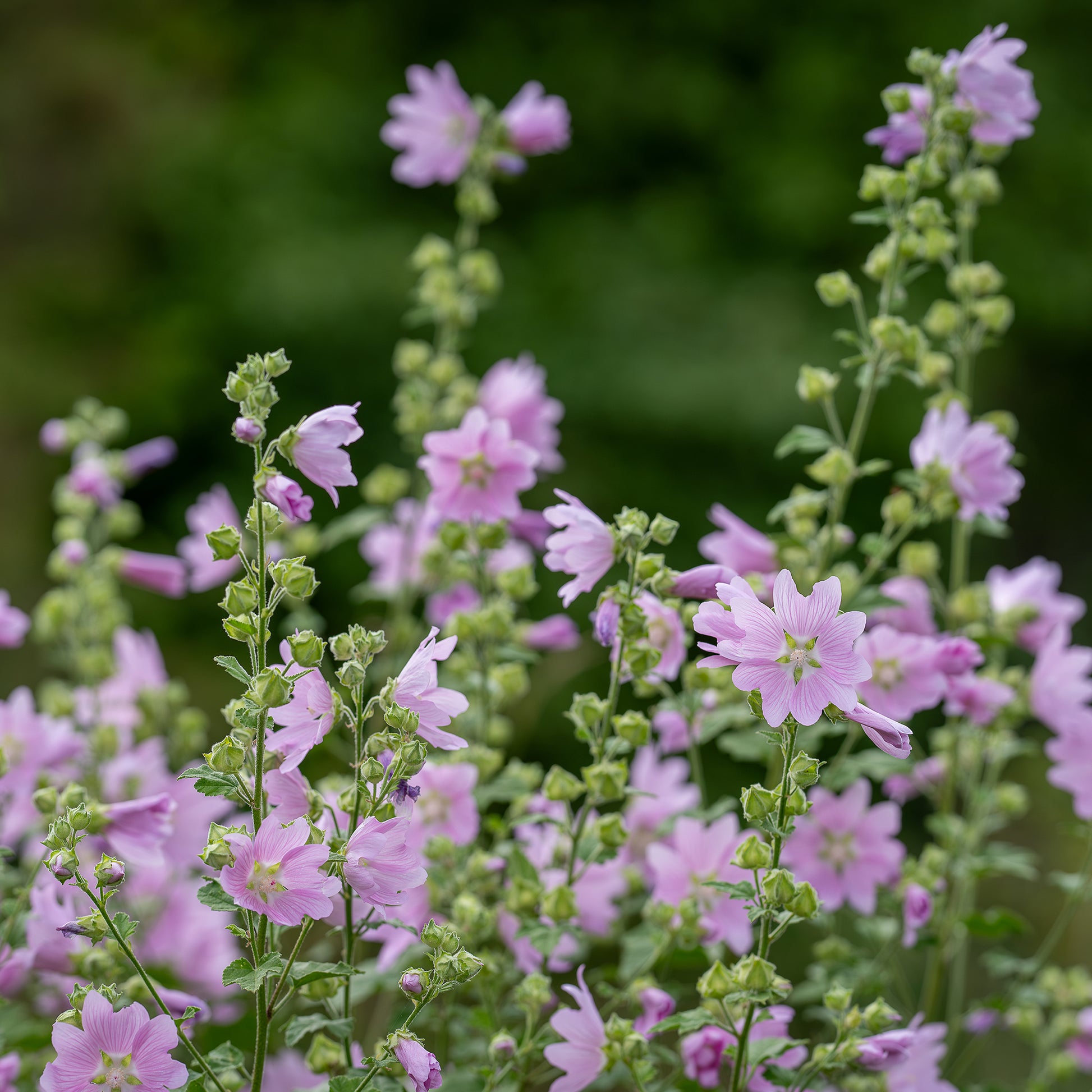 Moschus-Malve 'Rosea' - Malva moschata Rosea - Bakker