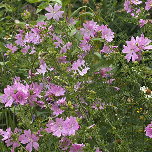 Moschus-Malve 'Rosea' - Bakker