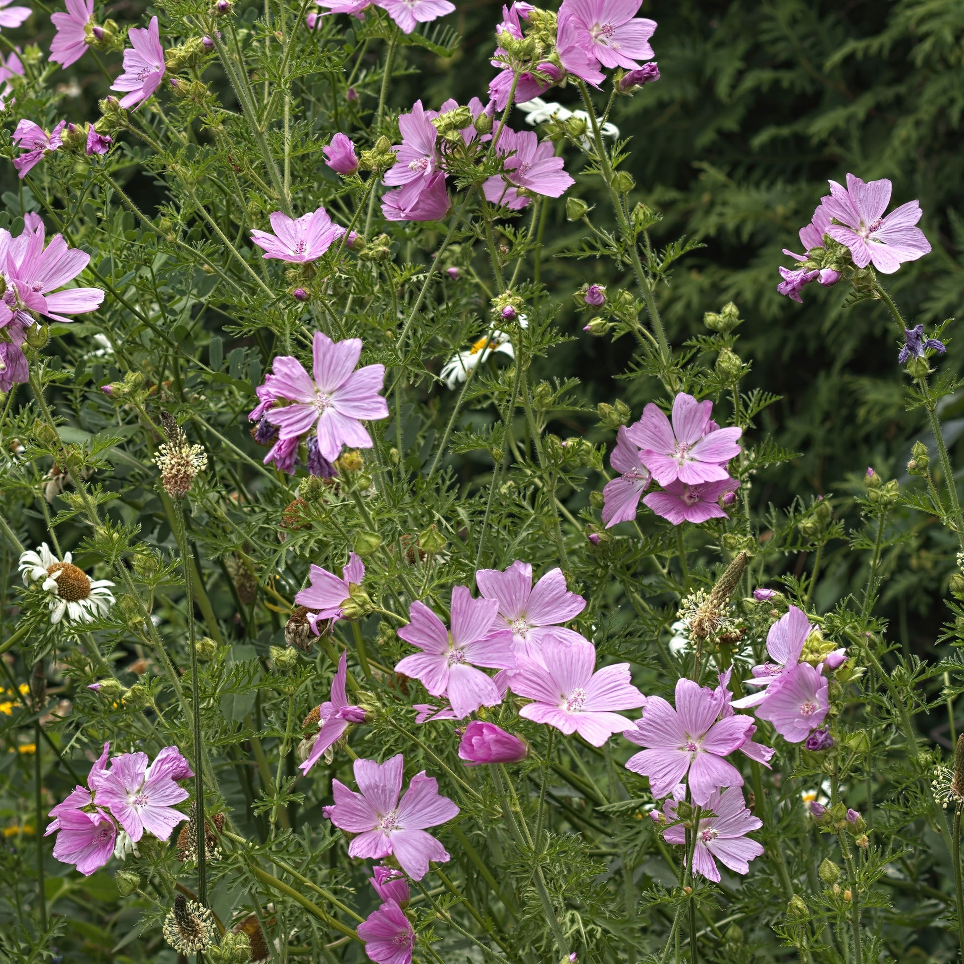 Malva moschata Rosea - Moschus-Malve 'Rosea' - Malven  
