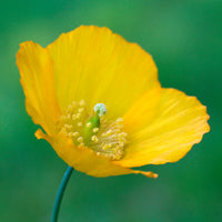 Kambrischer Scheinmohn - Meconopsis cambrica - Bakker