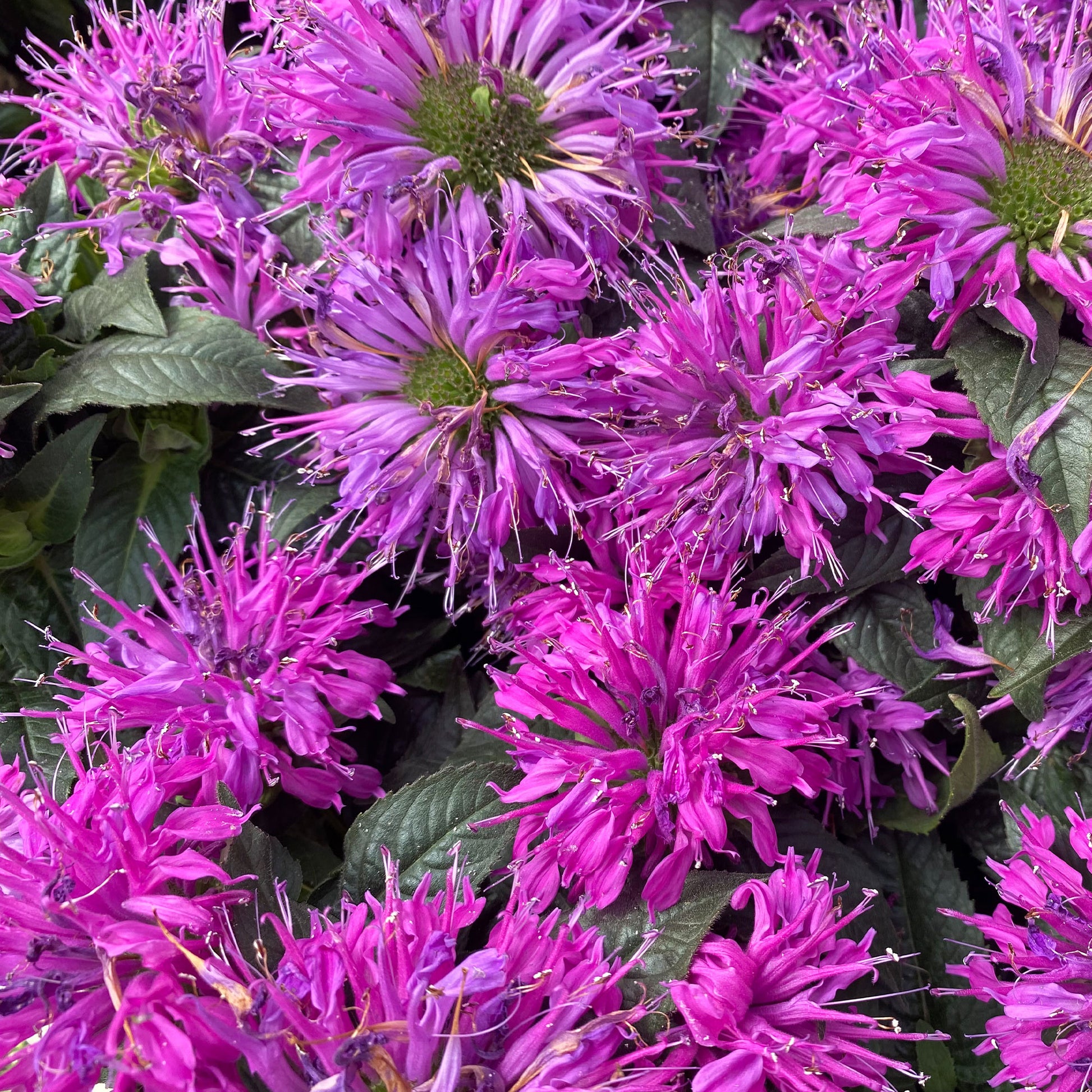 Monarde Purple Lace - Monarda fistulosa Purple Lace - Bakker