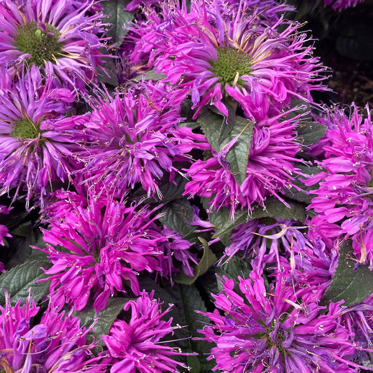 Monarde Purple Lace - Bakker