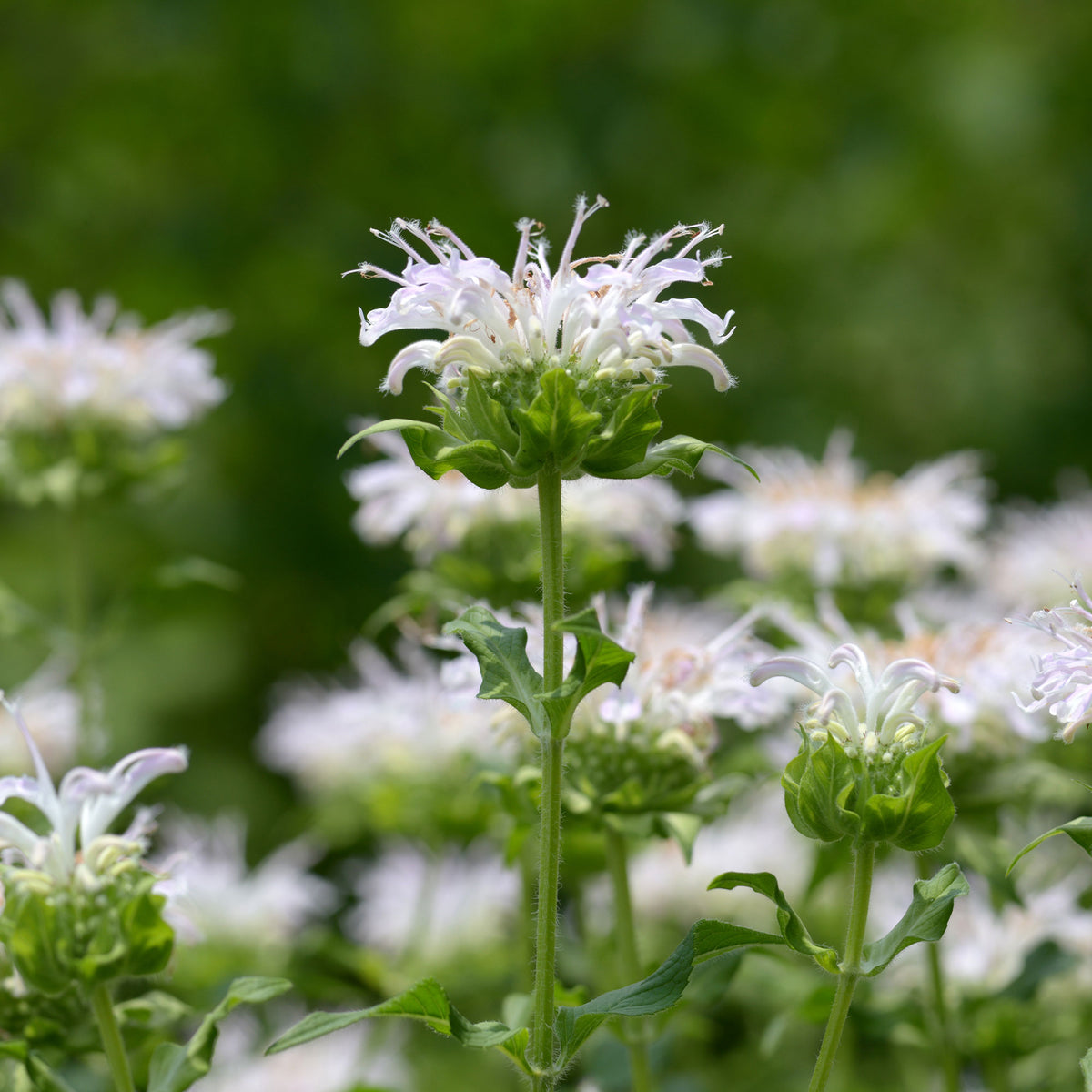 Verkauf Bergamotte-Pflanze 'Schneewittchen' - Monarda schneewittchen