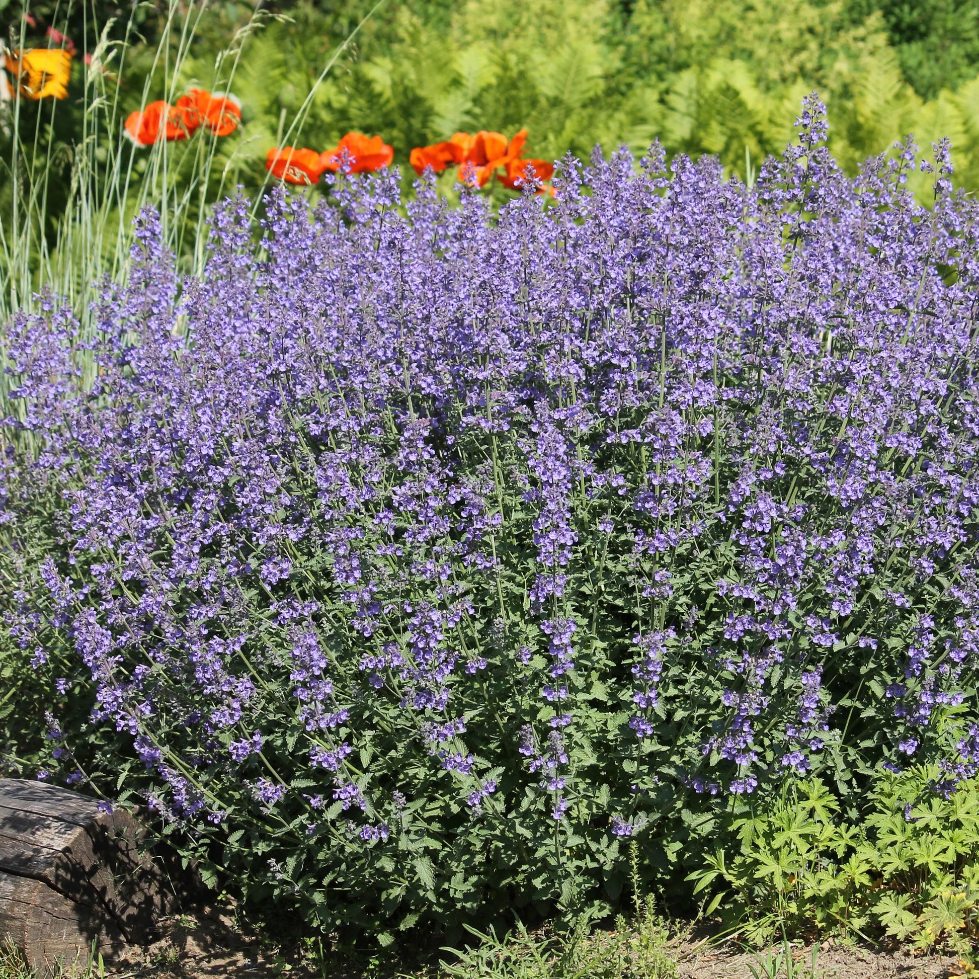Blühende Stauden - 5 Stauden für ein sonniges Beet - Deschampsia cespitosa, Gaura lindheimeri, Nepeta faassenii, Perovskia atriplicifolia, Echinacea pallida                