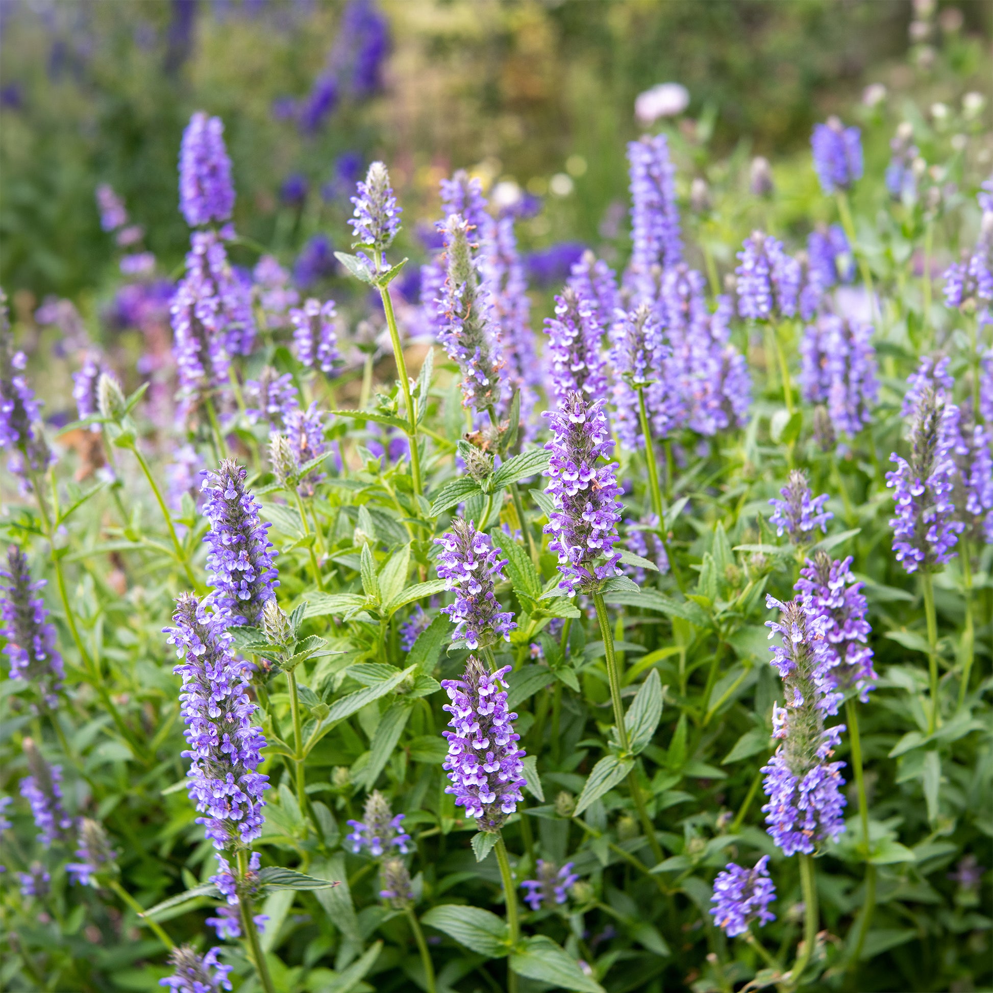 Geaderte Katzenminzen - Nepeta nervosa - Bakker