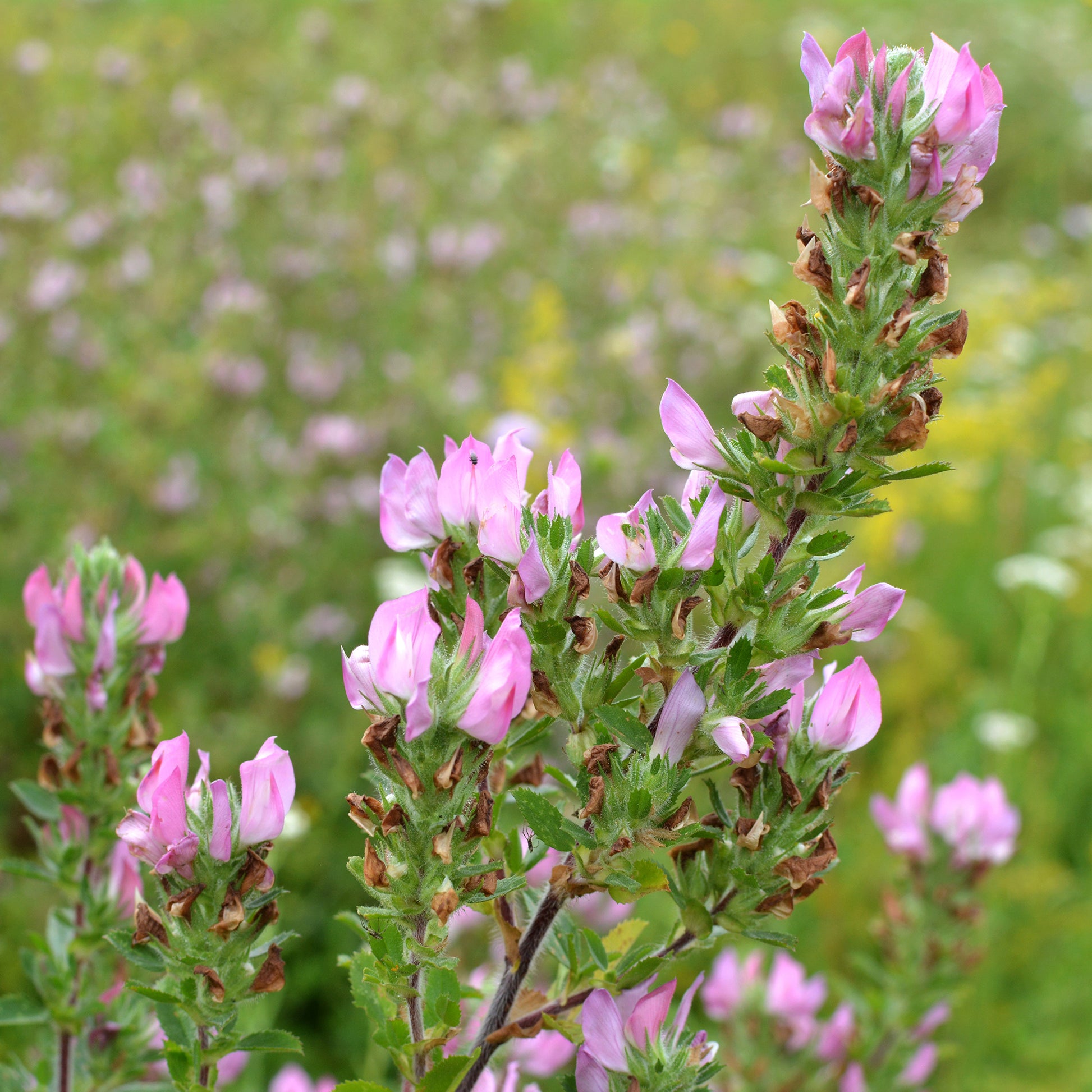 Dornige Bugrane - Ononis spinosa - Bakker