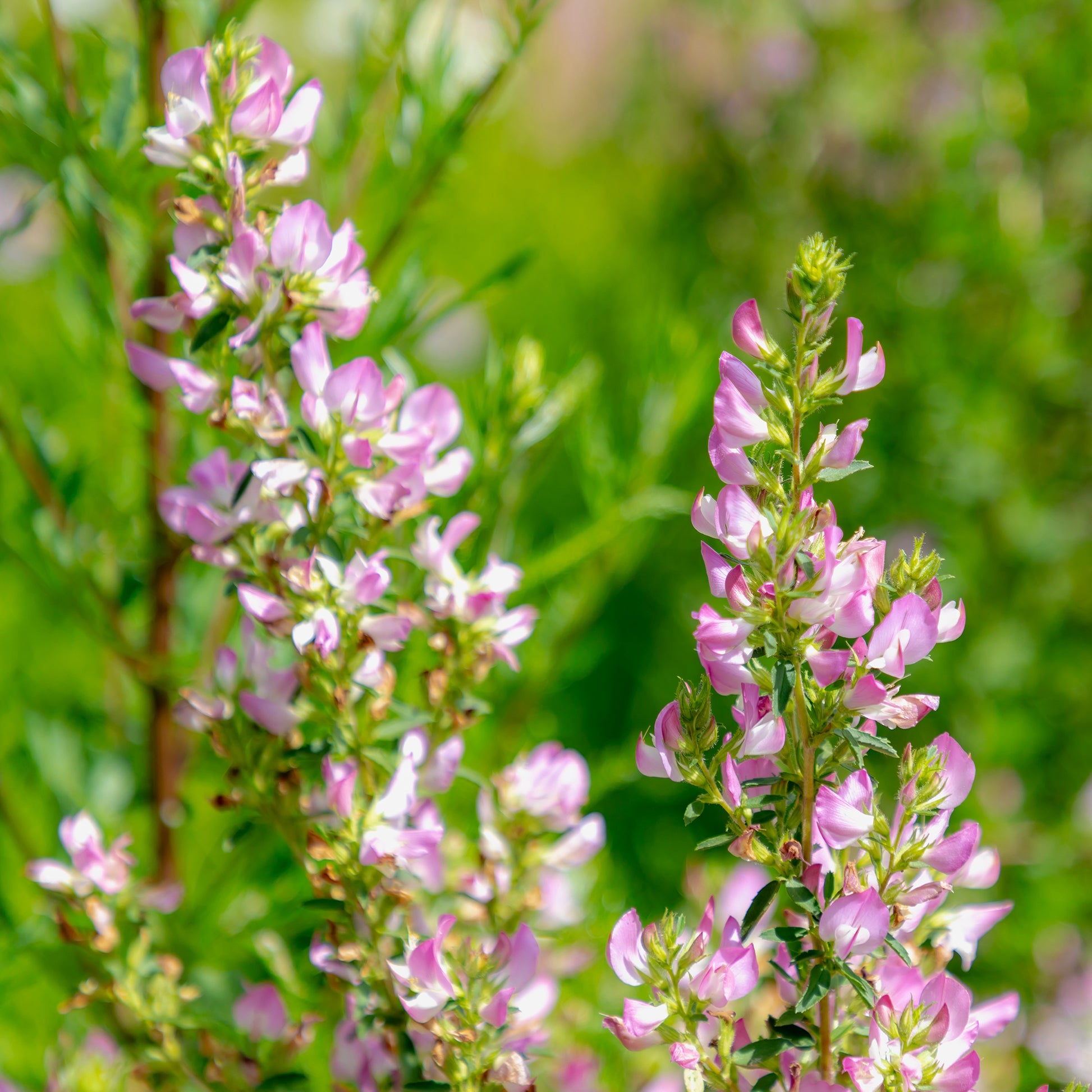 Stauden - Dornige Bugrane - Ononis spinosa
