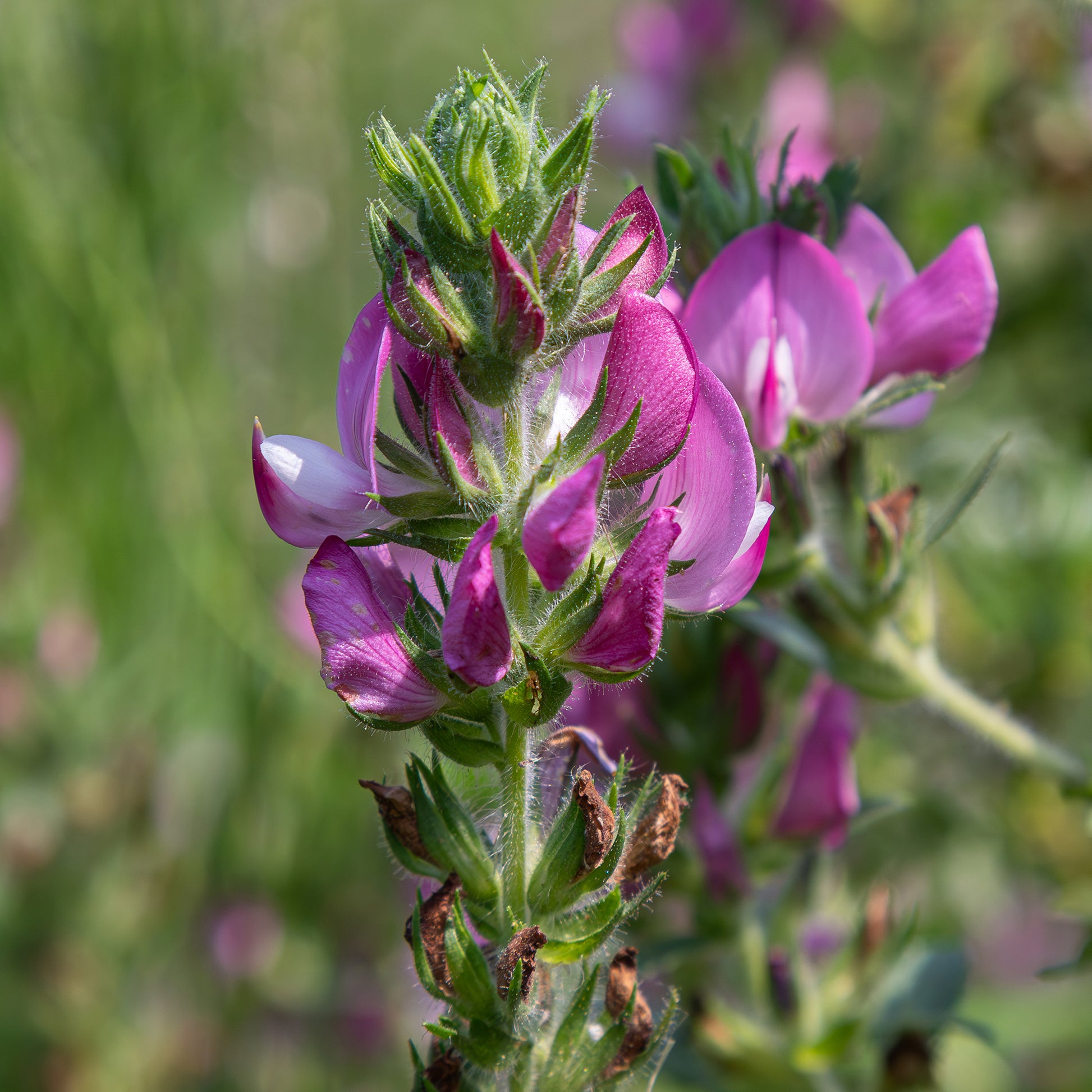 Ononis spinosa - Dornige Bugrane - Stauden