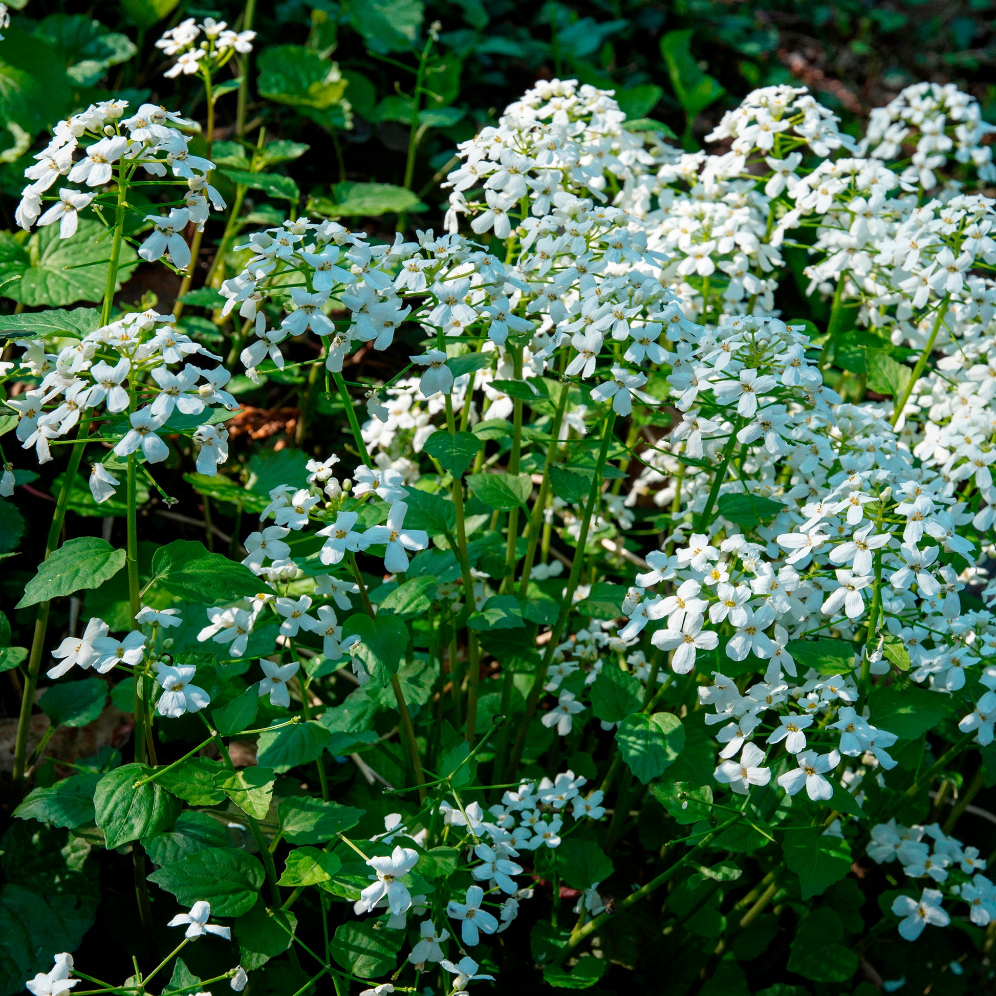 Pachyphragma macrophyllum - Großblättrige Schaumkraut - Stauden