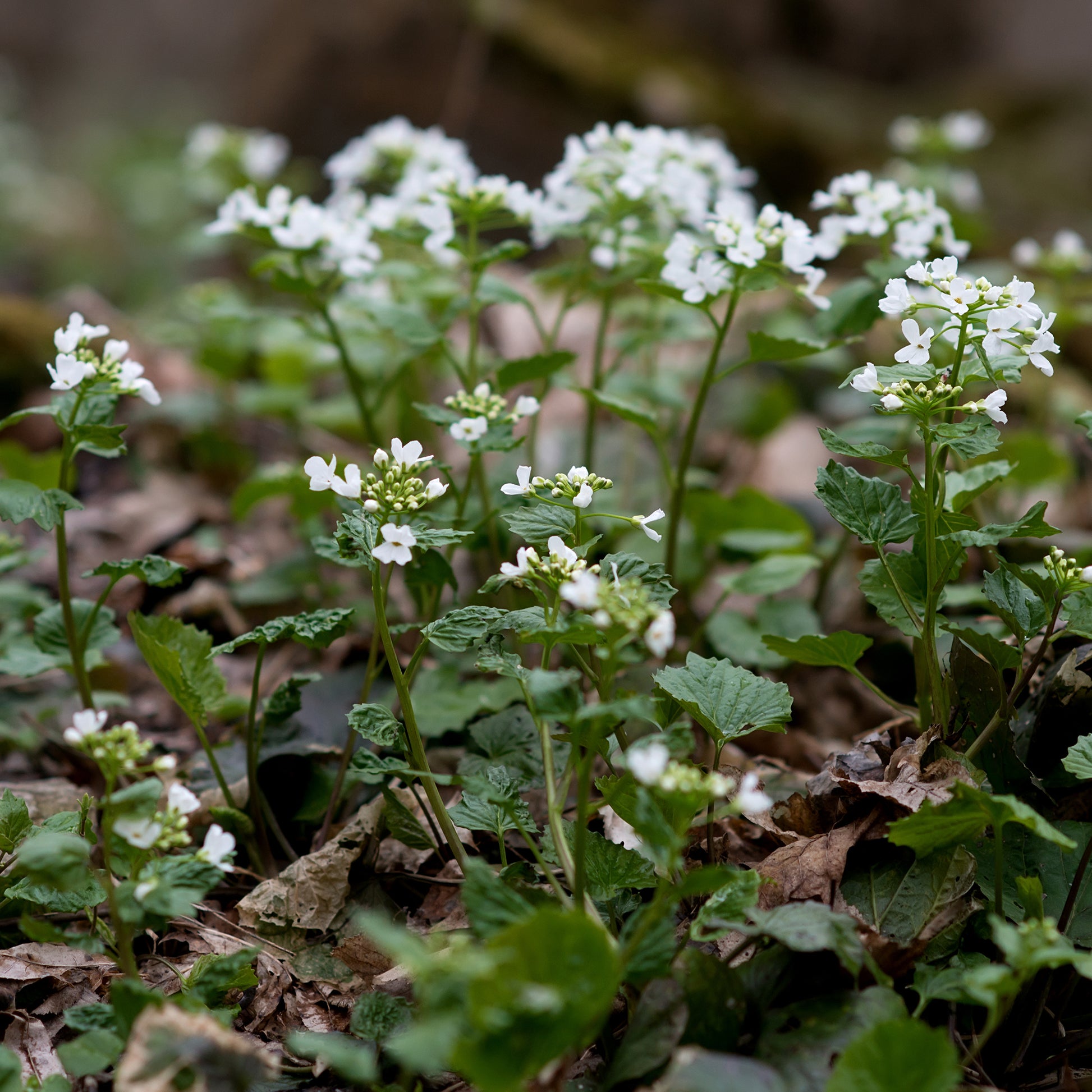 Großblättrige Schaumkraut - Pachyphragma macrophyllum - Bakker