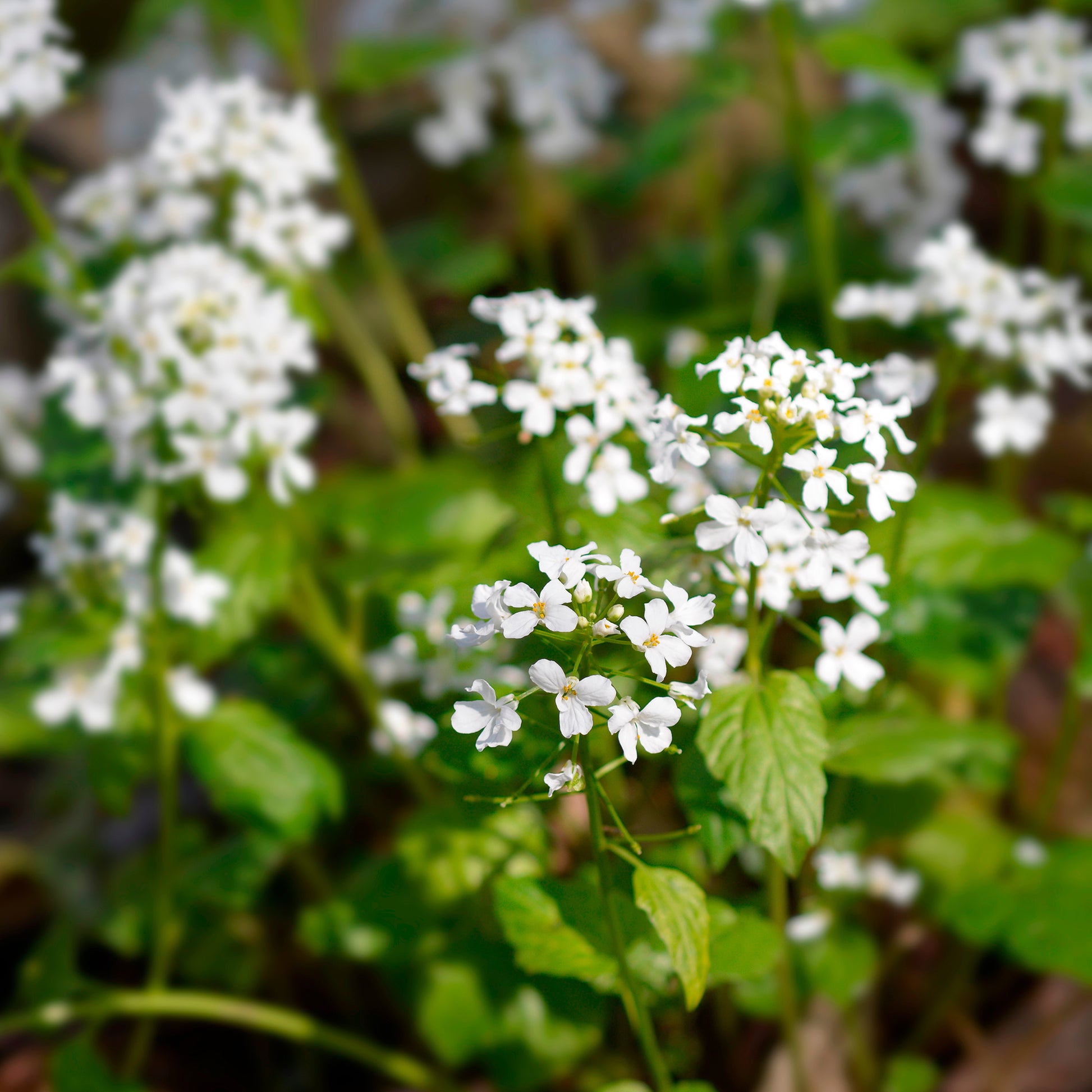 Stauden - Großblättrige Schaumkraut - Pachyphragma macrophyllum