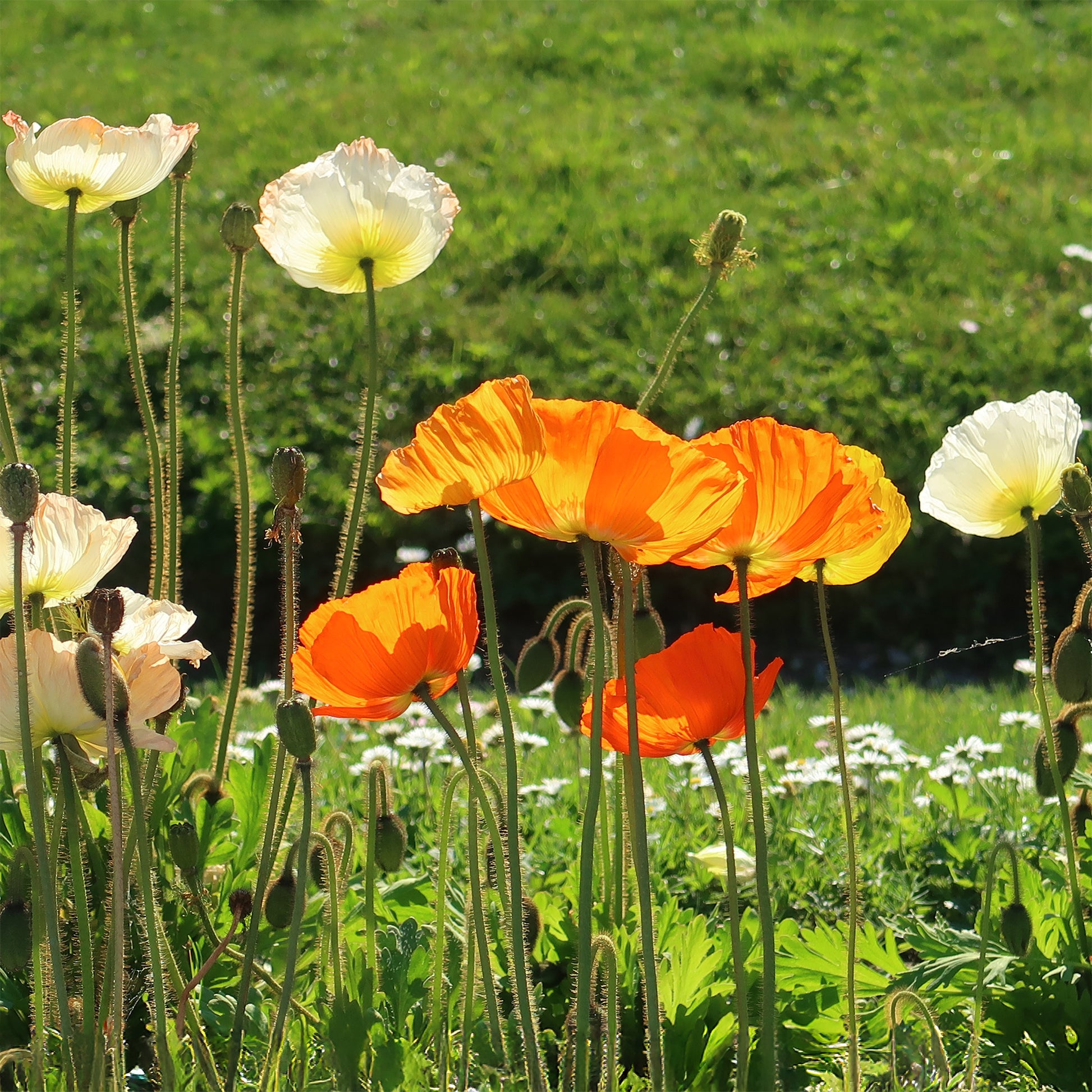 Zwergiger Island Mohn Gartenzwerg - Papaver nudicaule Gartenzwerg - Bakker