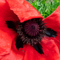 Papaver orientale Beauty of Livermere - Orientalischer Mohn 'Beauty of Livermere' - Blühende Stauden