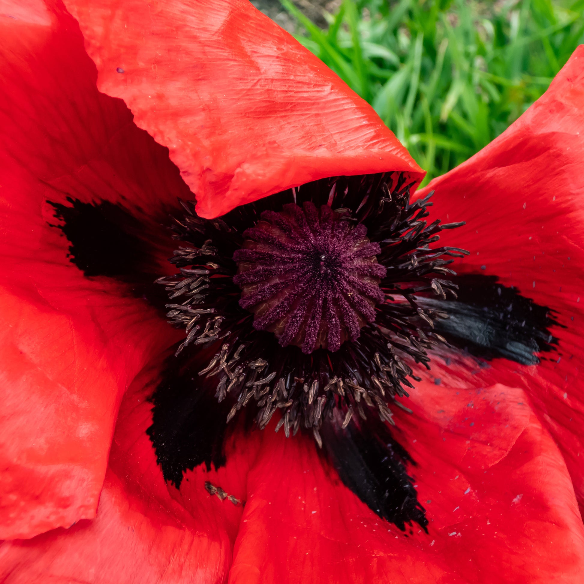 Papaver orientale Beauty of Livermere - Orientalischer Mohn 'Beauty of Livermere' - Blühende Stauden