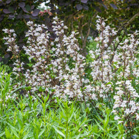 Penstemon digitalis Husker Red - Bartfaden ‘Husker Red’ - Galane