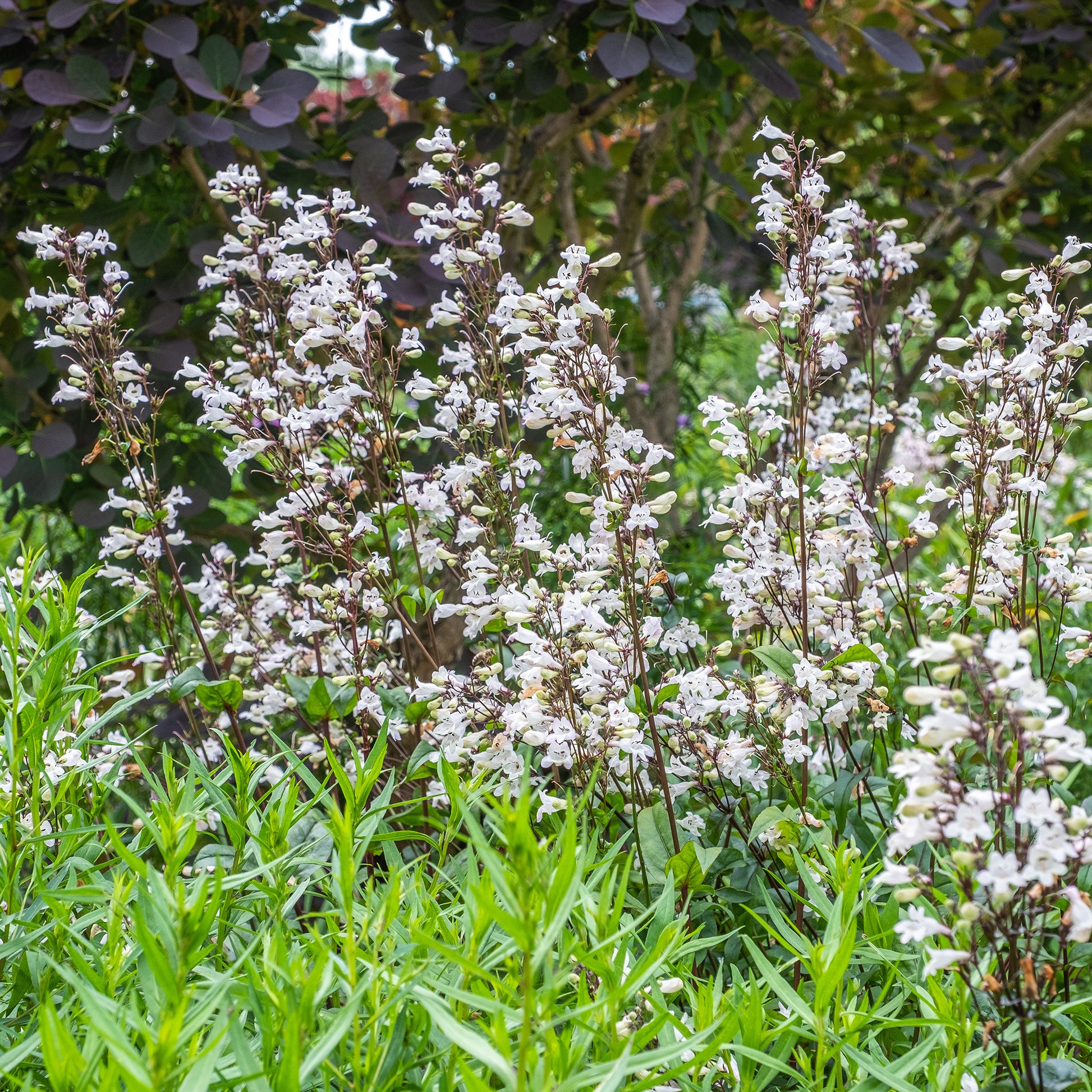 Penstemon digitalis Husker Red - Bartfaden ‘Husker Red’ - Galane