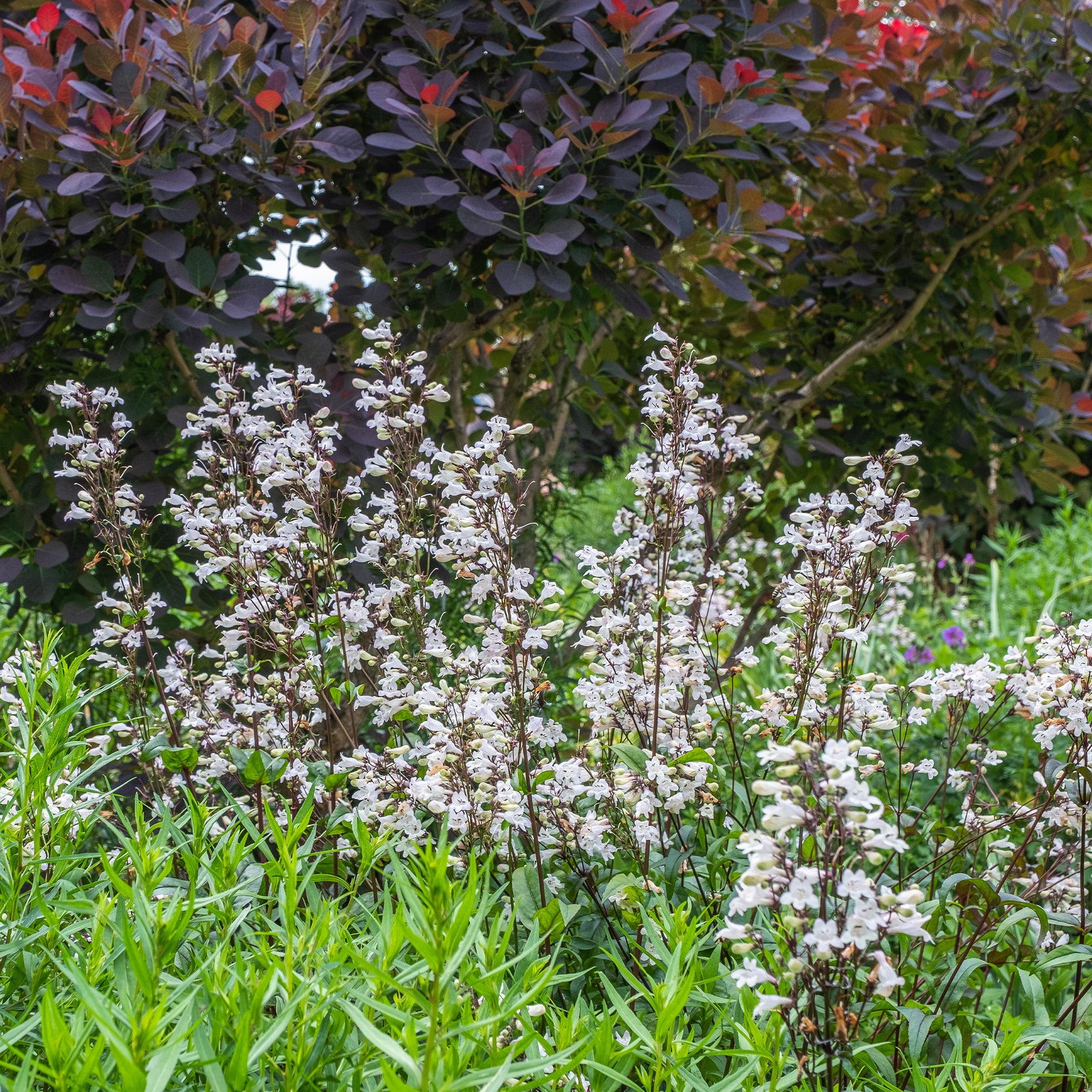 Bartfaden ‘Husker Red’ - Penstemon digitalis Husker Red - Bakker