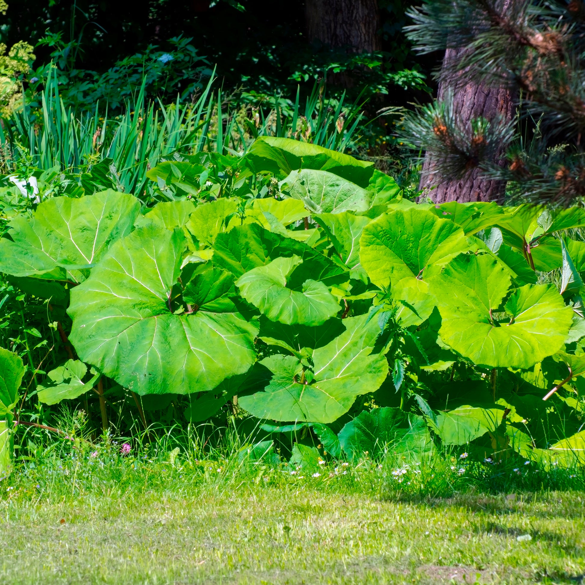 Petasites hybridus - Große Pestwurz - Stauden