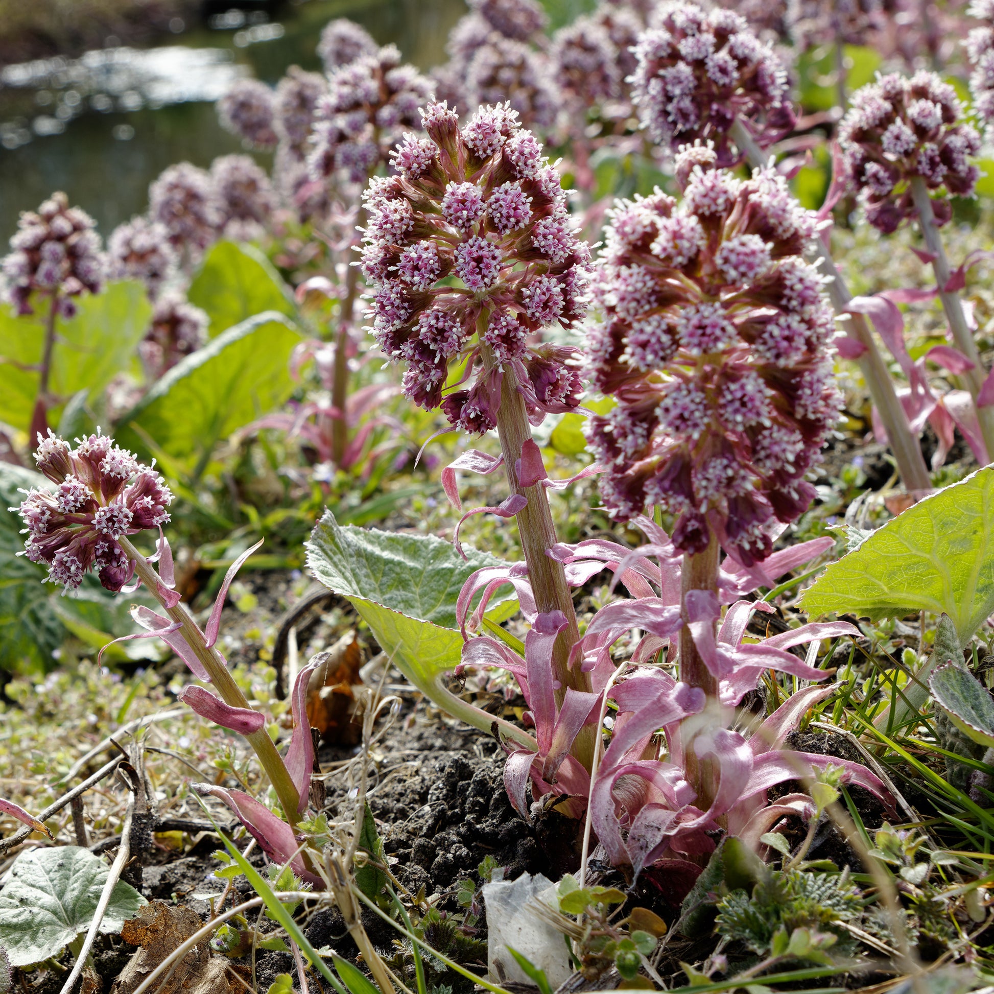 Große Pestwurz - Petasites hybridus - Bakker