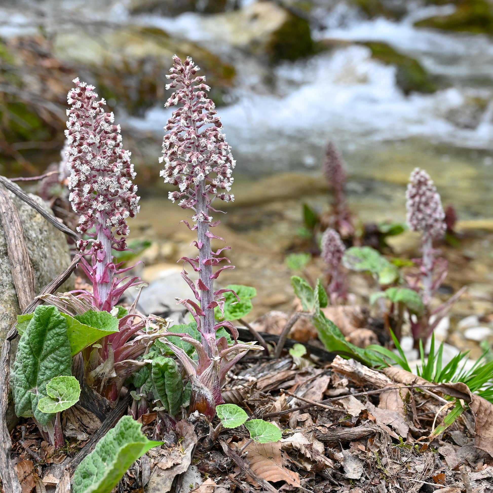 Stauden - Große Pestwurz - Petasites hybridus