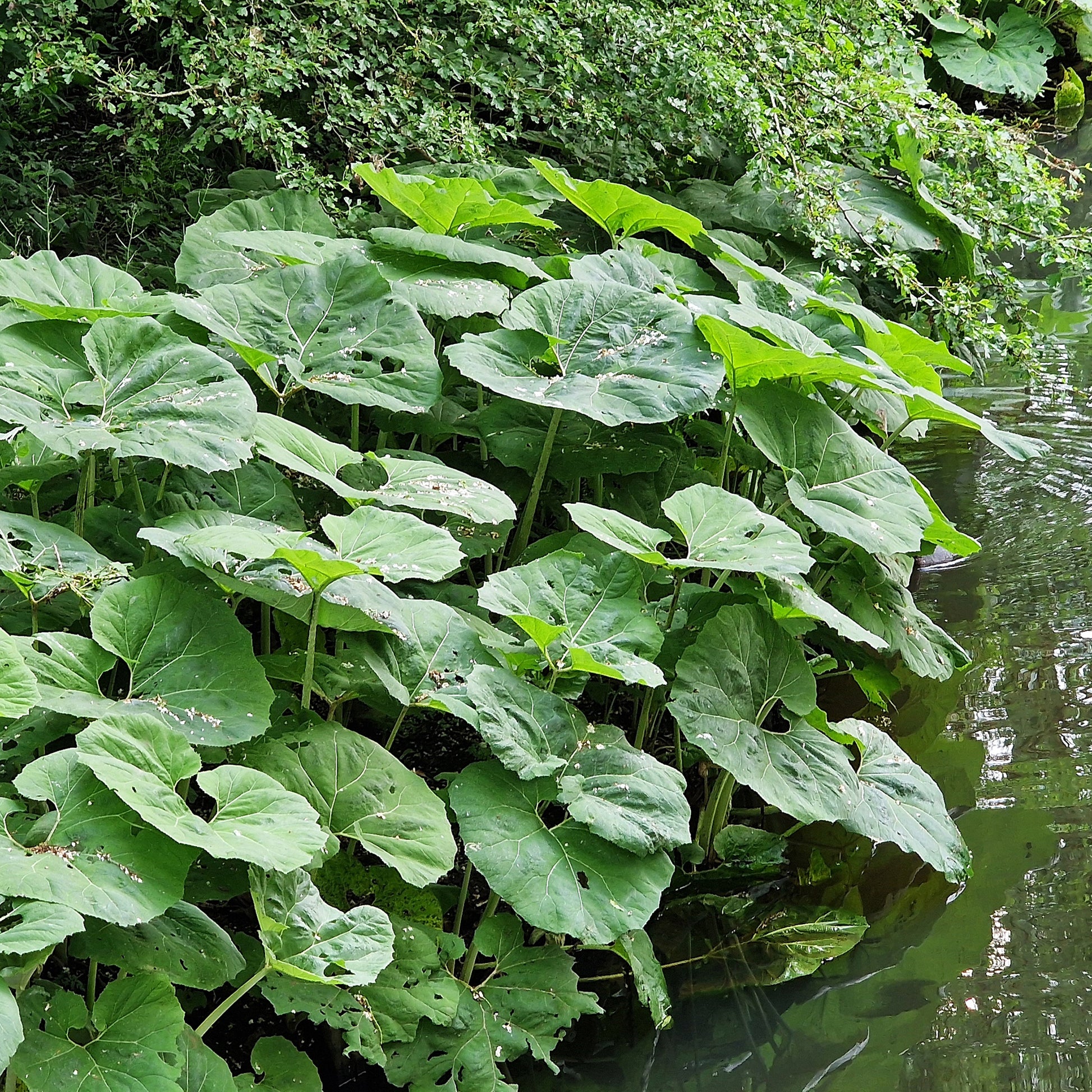 Große Pestwurz - Bakker