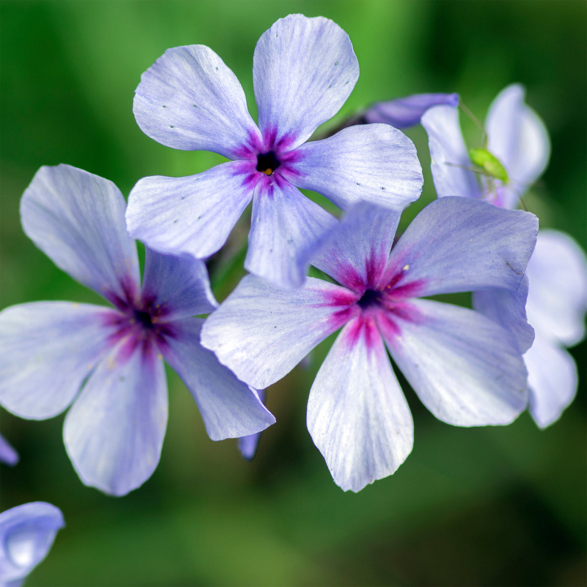 Phlox - Wald-Phlox ‘Chattahoochee’ - Phlox divaricata chattahoochee