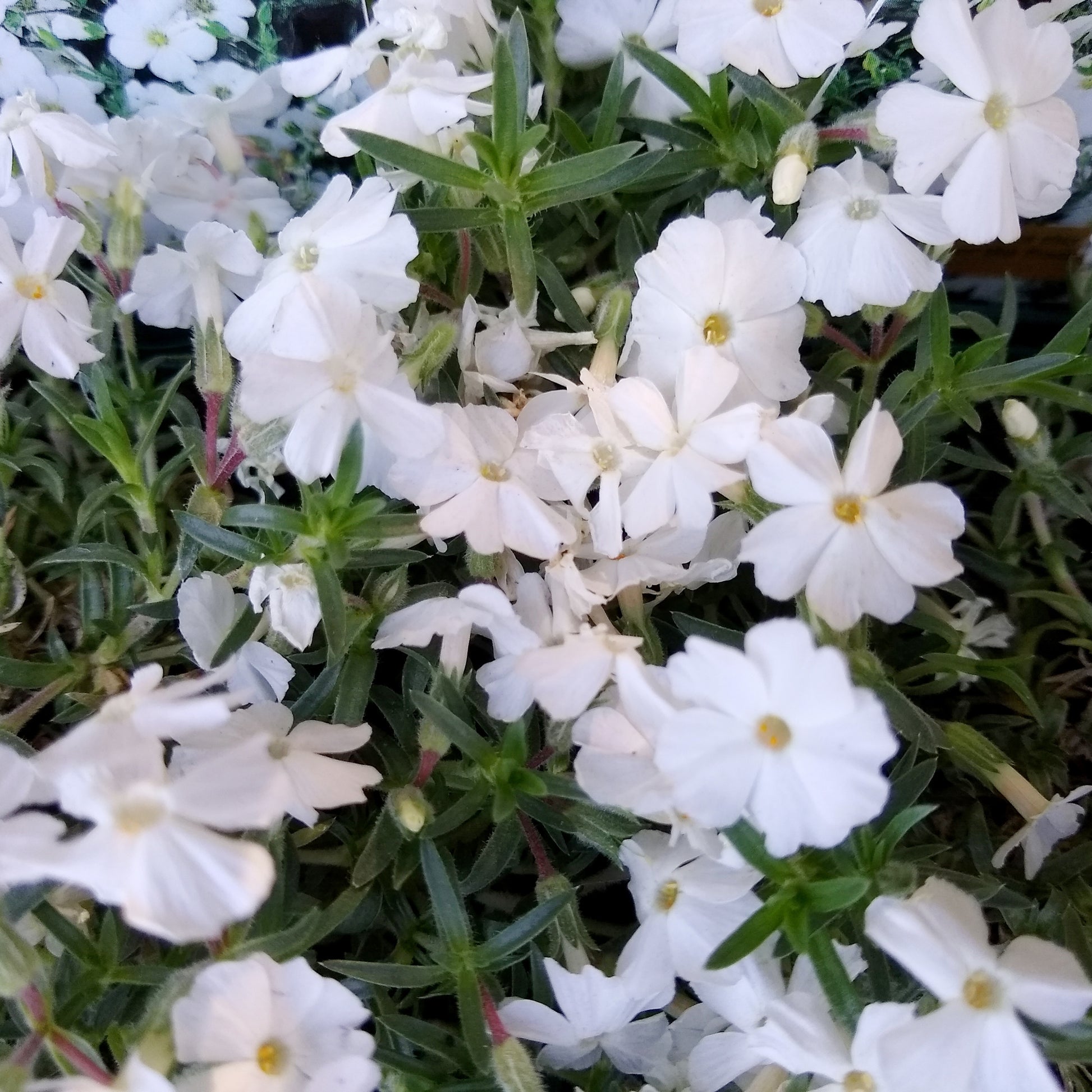 Teppich-Flammenblume 'White Admiral' - Bakker