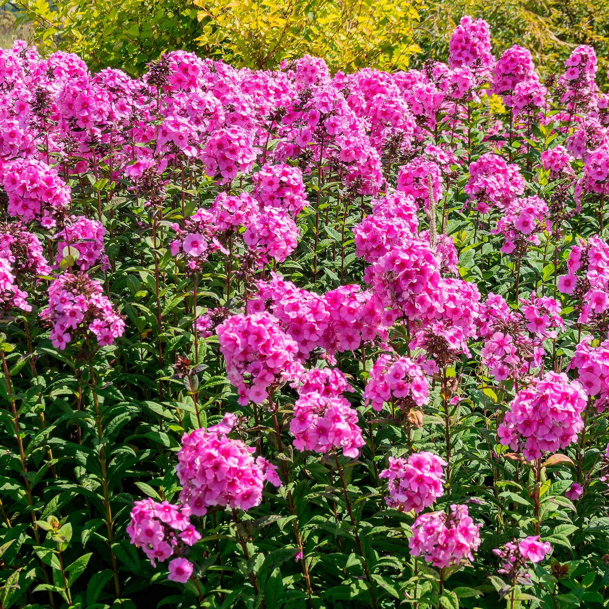 Flammenblume Eva Cullum - Phlox paniculata Eva Cullum - Bakker