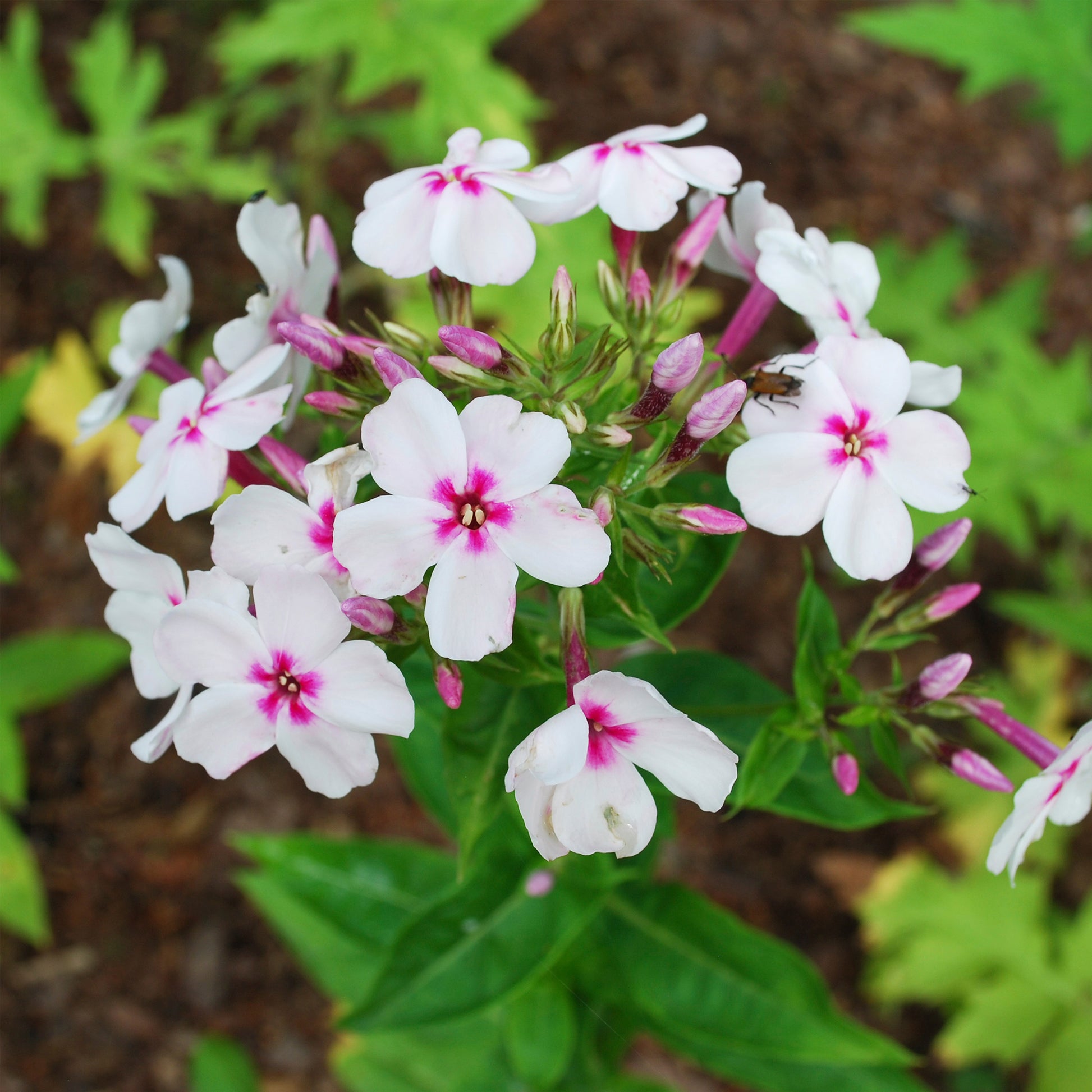 Phlox paniculata Europa - Hohe Flammenblume 'Europa' - Phlox