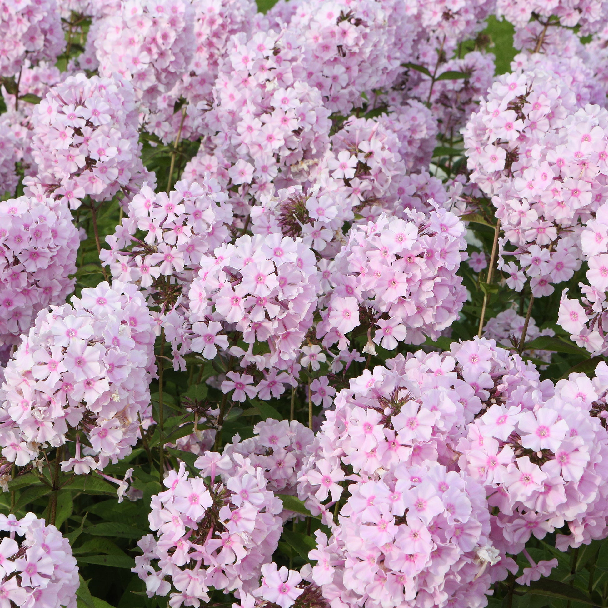 Flammenblume ‘Rosa Pastell’ - Bakker