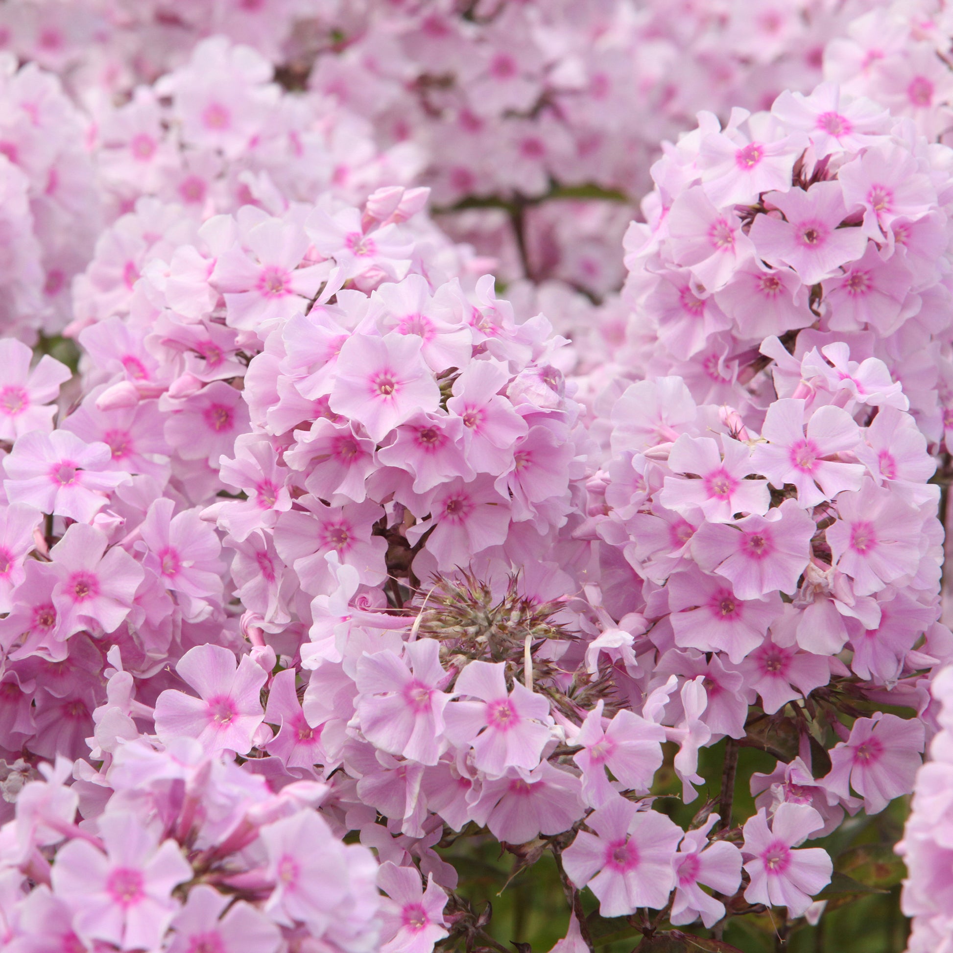 Flammenblume ‘Rosa Pastell’ - Phlox paniculata Rosa Pastell - Bakker