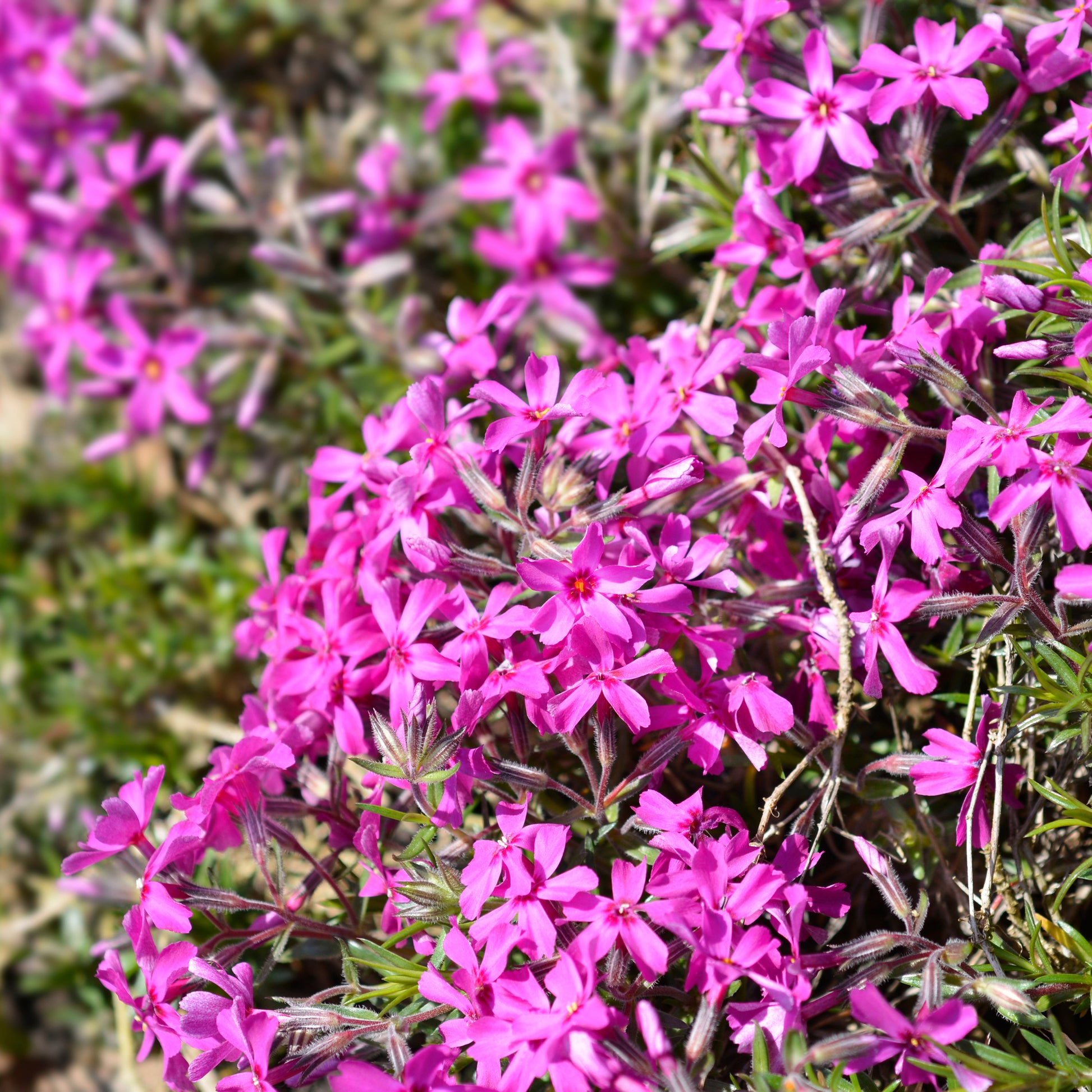 Teppich-Flammenblume 'Atropurpurea' - Bakker