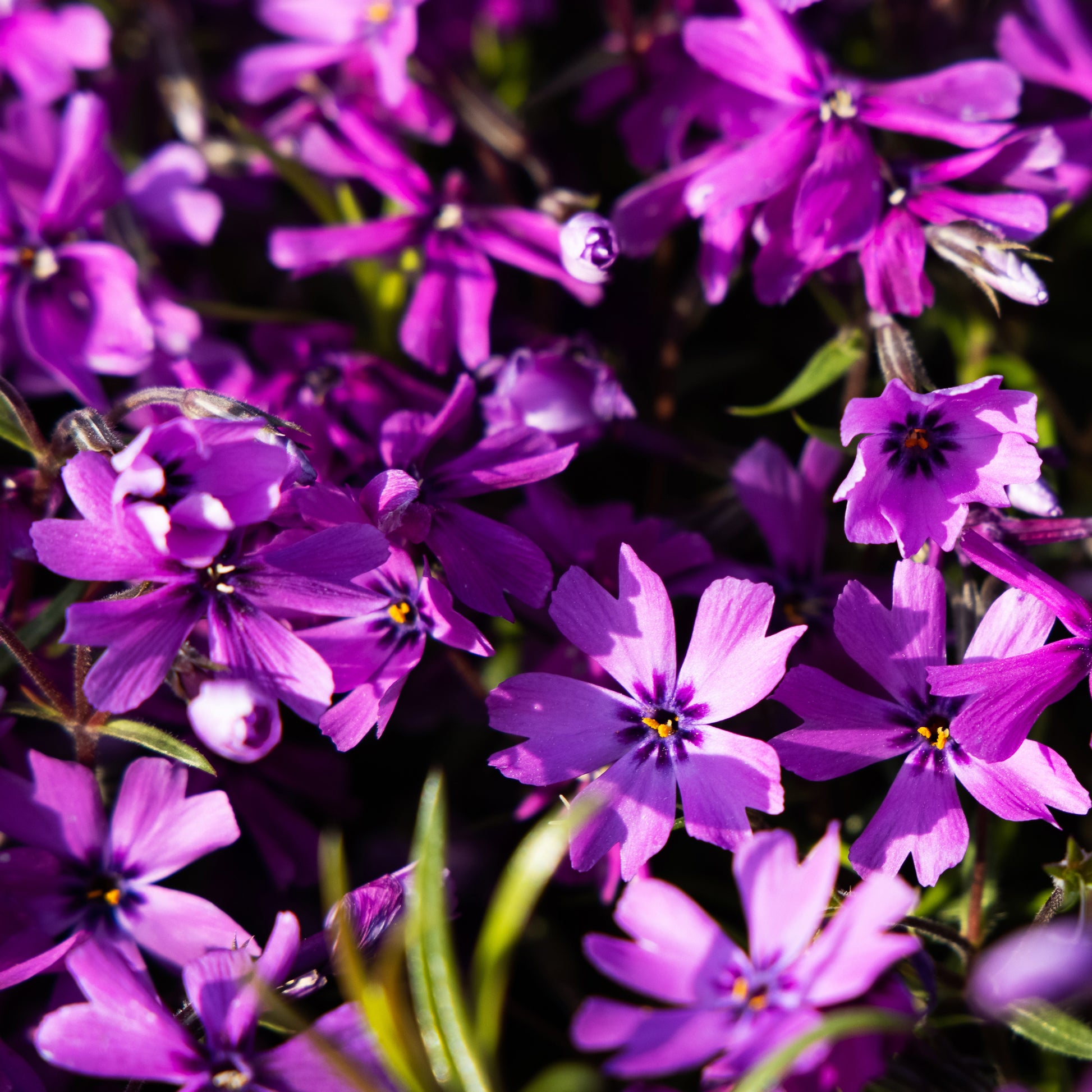 Teppich-Flammenblume 'Atropurpurea' - Phlox subulata Atropurpurea - Bakker