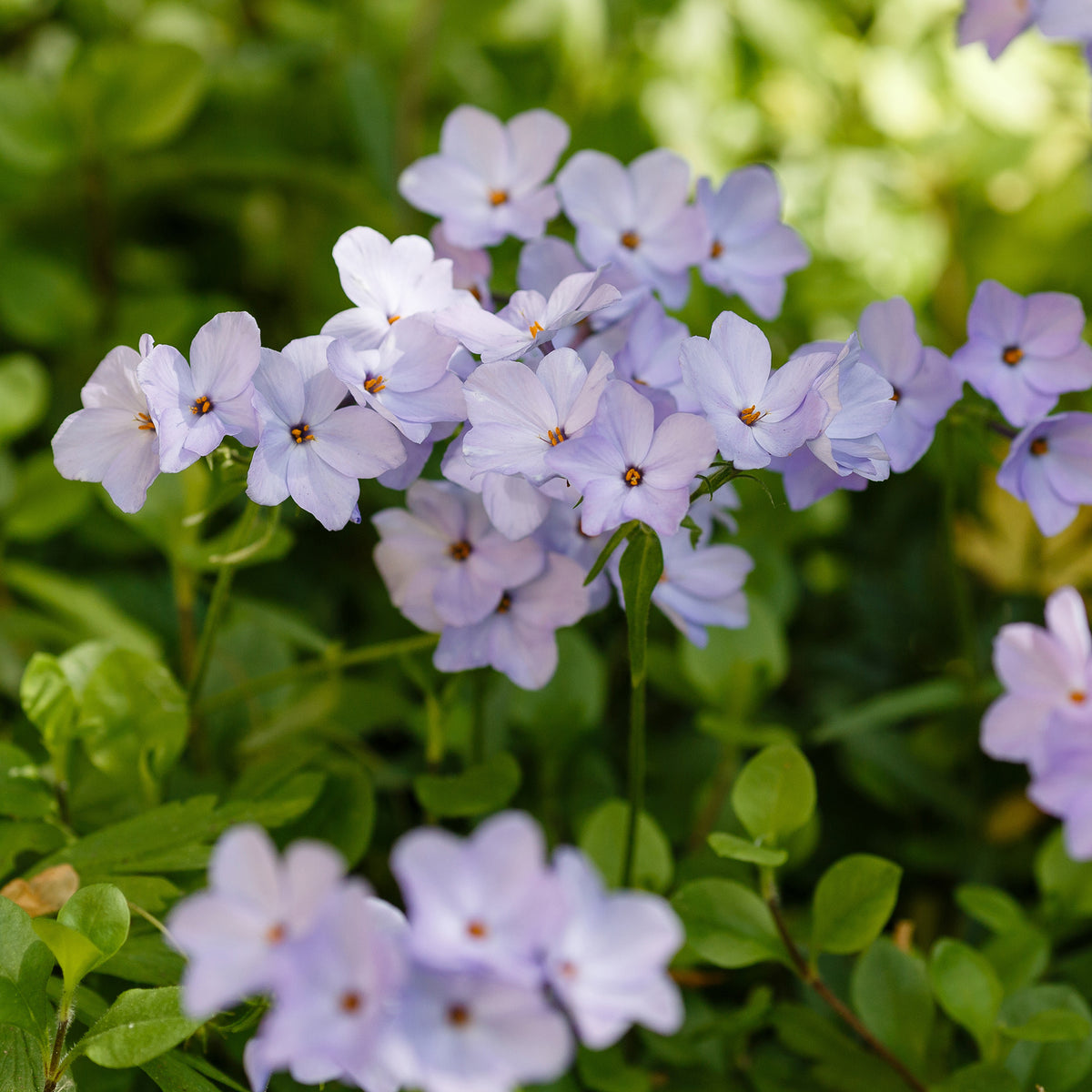 Ausläufer Flammenblume 'Blue Ridge' - Bakker