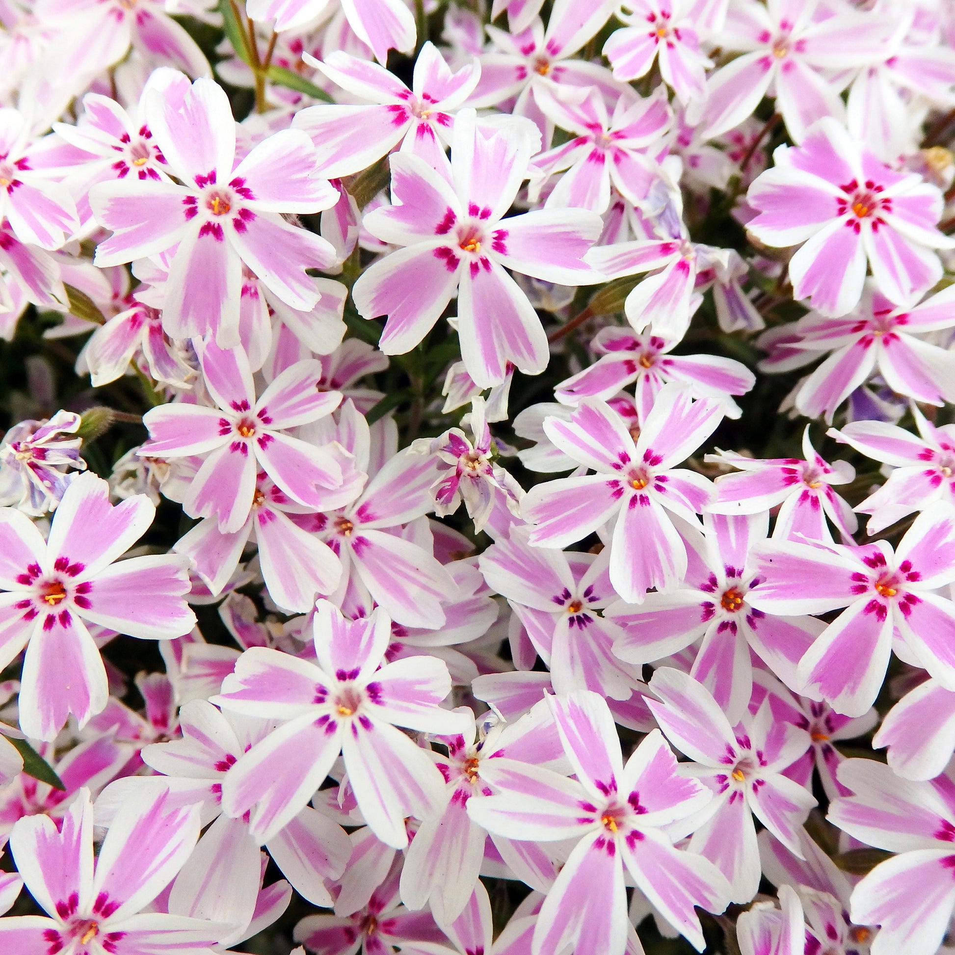 Phlox subulata Candy Stripes - Teppich-Flammenblume 'Candy Stripes' - Phlox